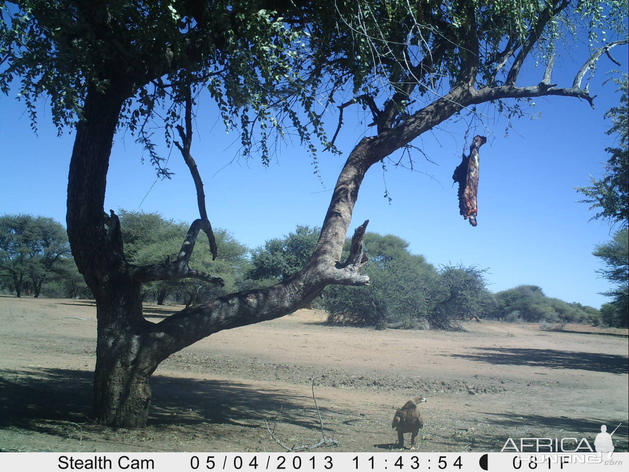 Eagle Trail Camera