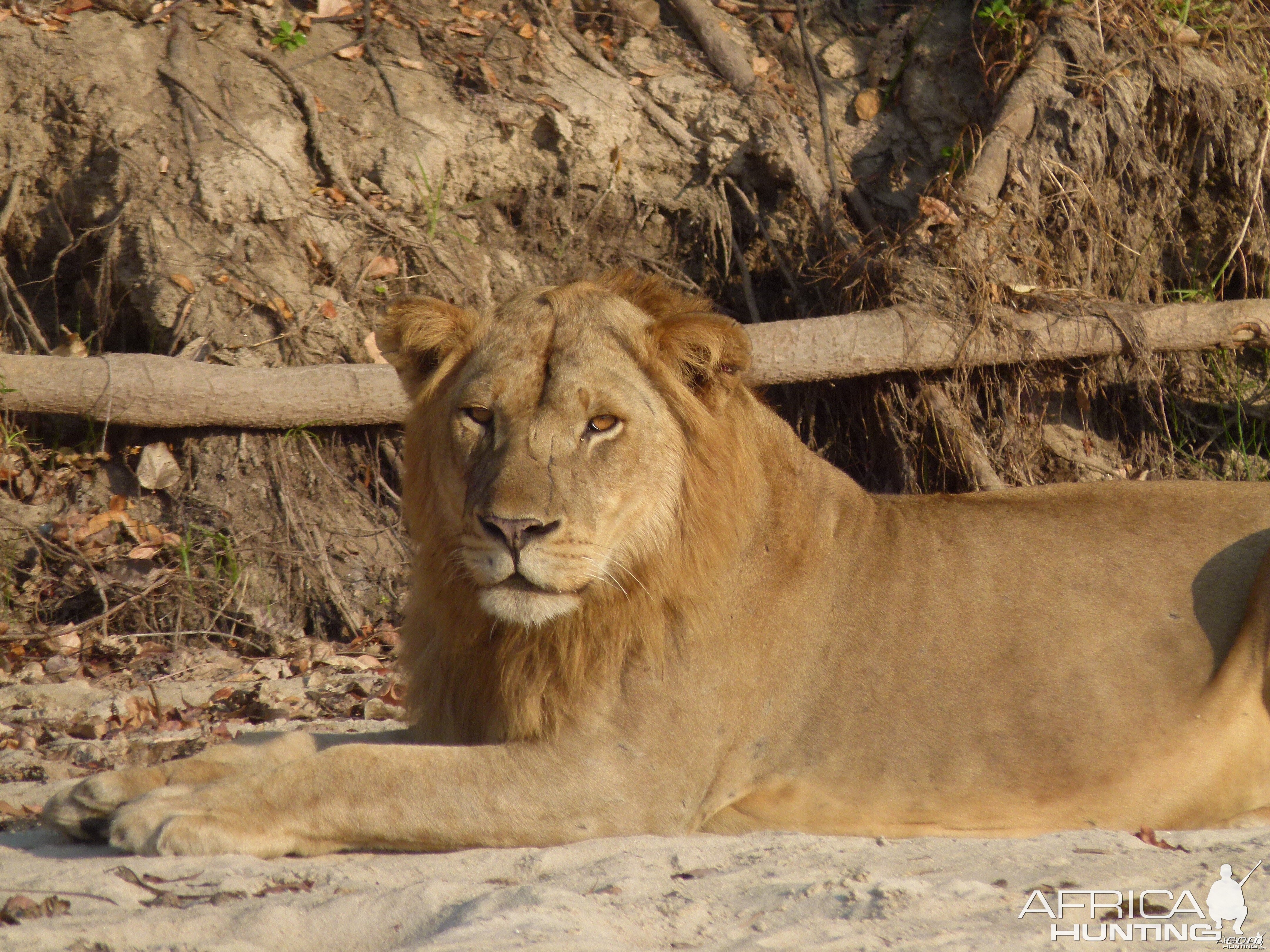 Early morning encounter with Lion... Tanzania