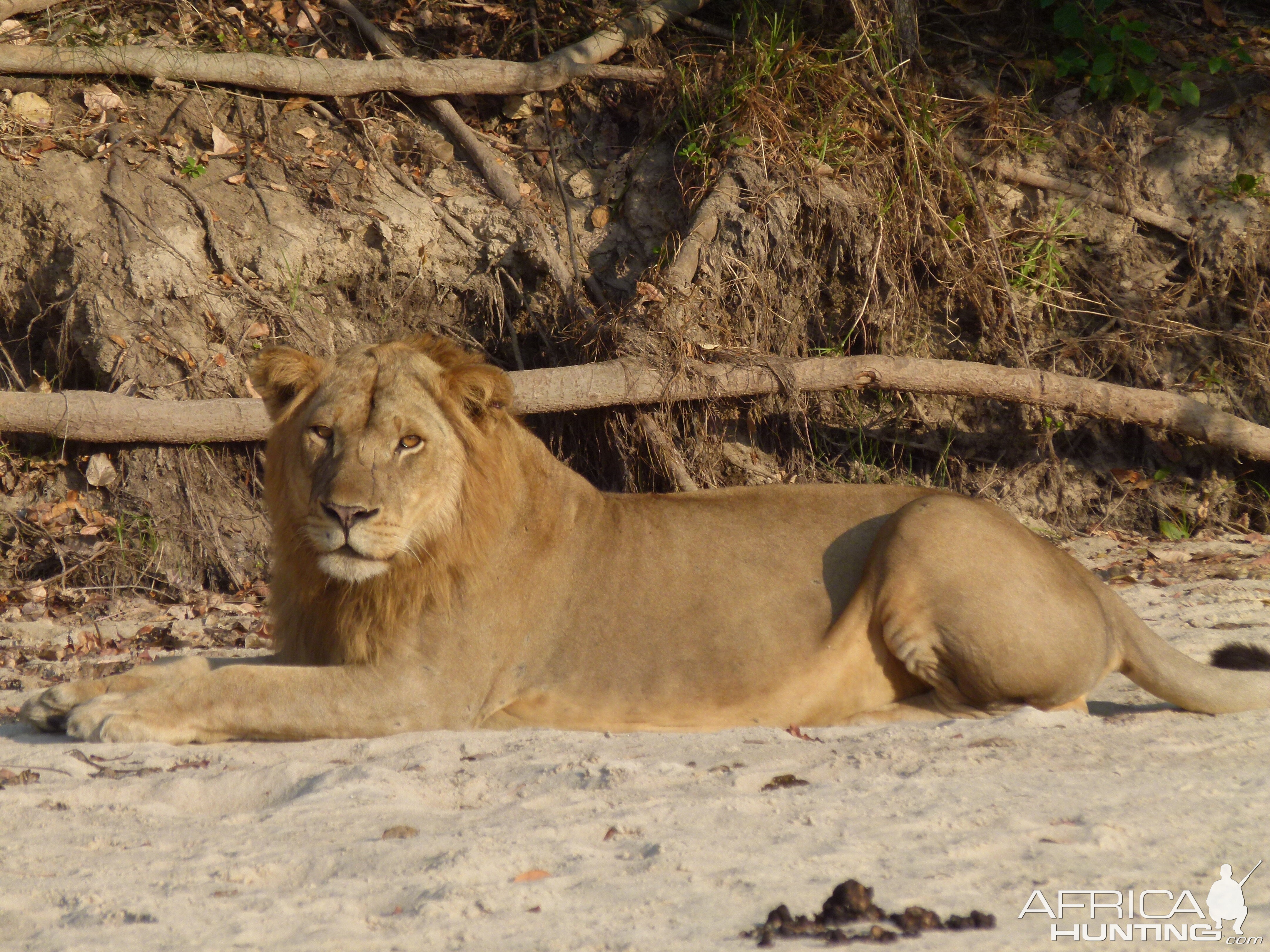 Early morning encounter with Lion... Tanzania