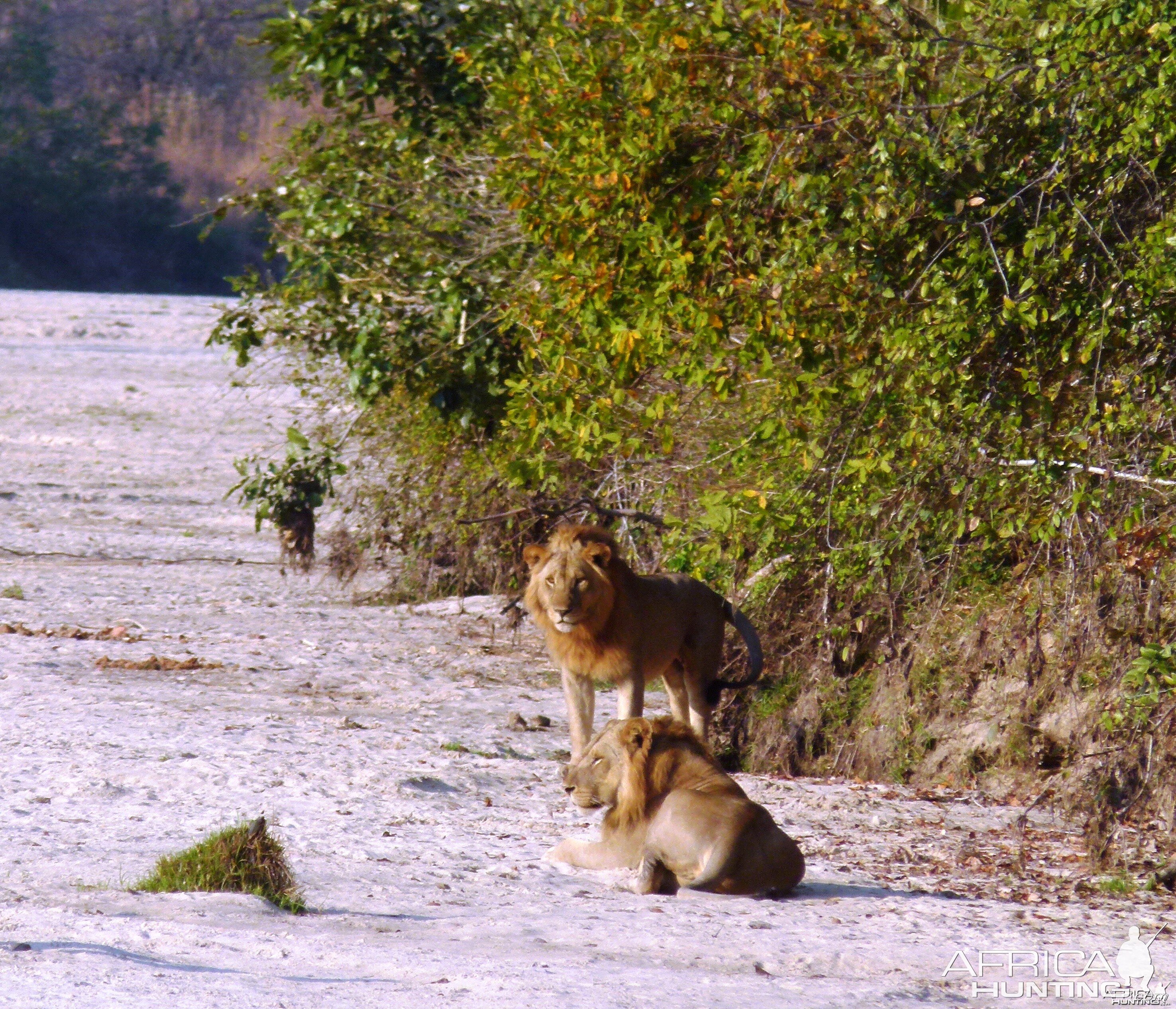 Early morning encounter with Lions... Tanzania