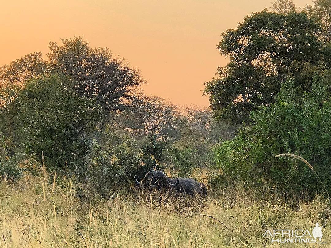 Early morning tracking in the tall grass