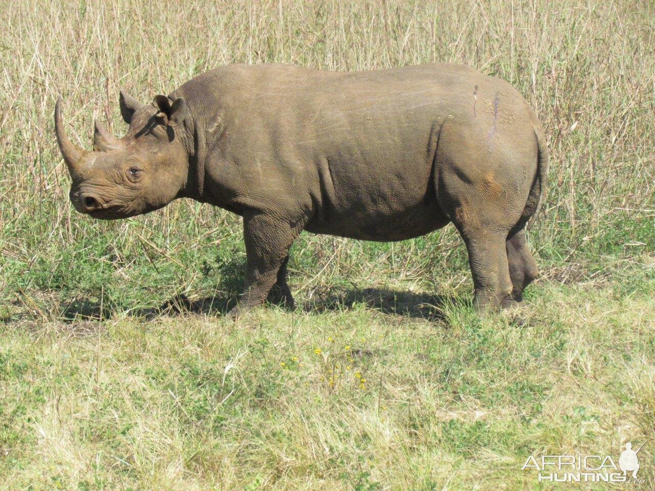 East African Black Rhino at Silent Valley Safaris