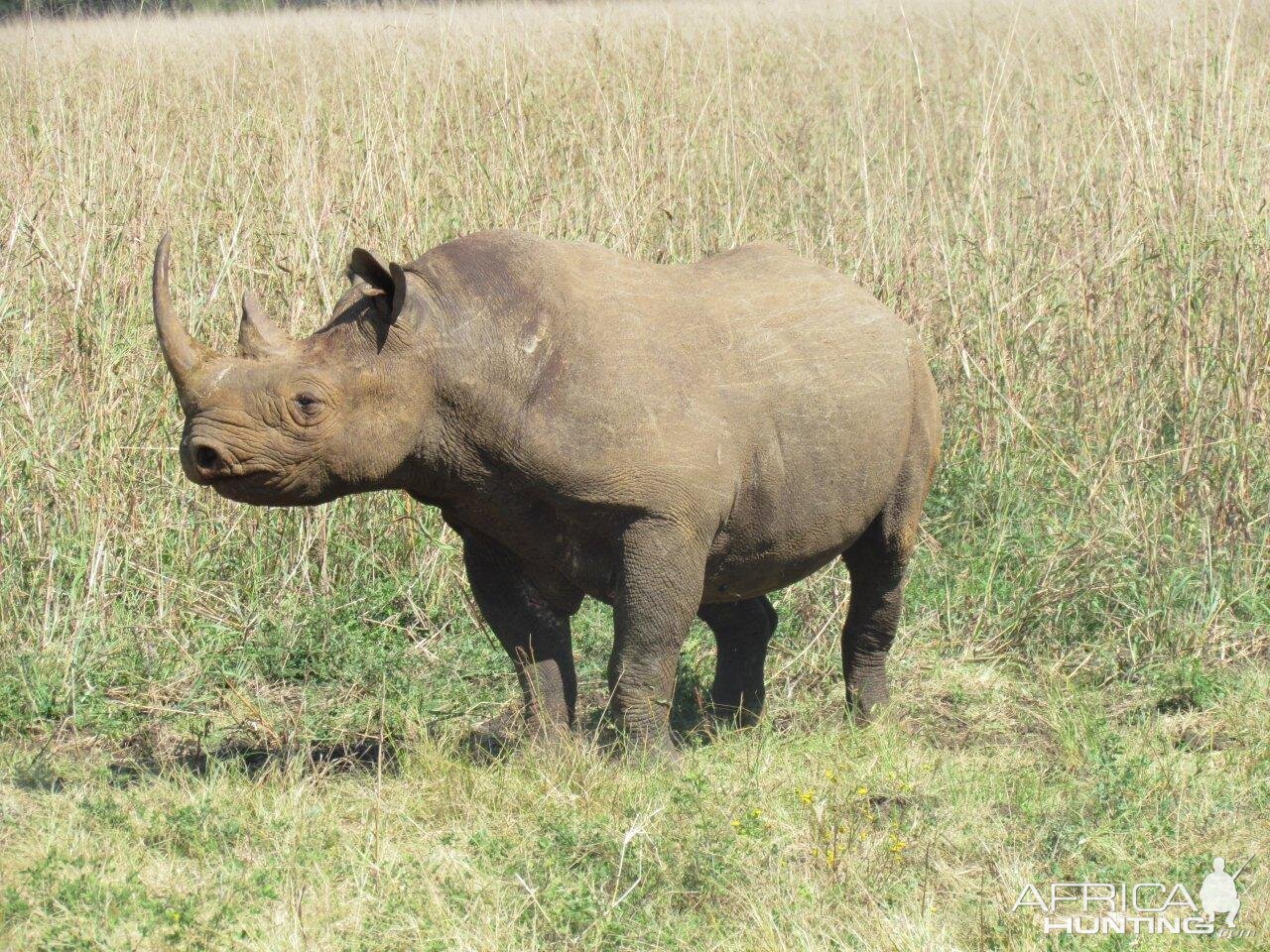 East African Black Rhino at Silent Valley Safaris