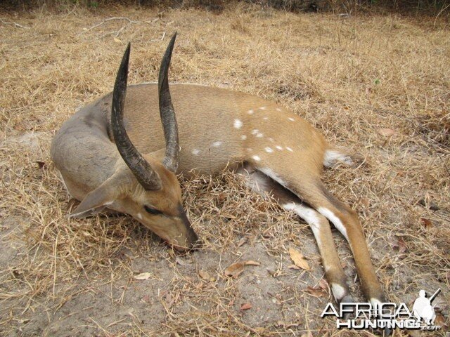 East African Bushbuck Tanzania