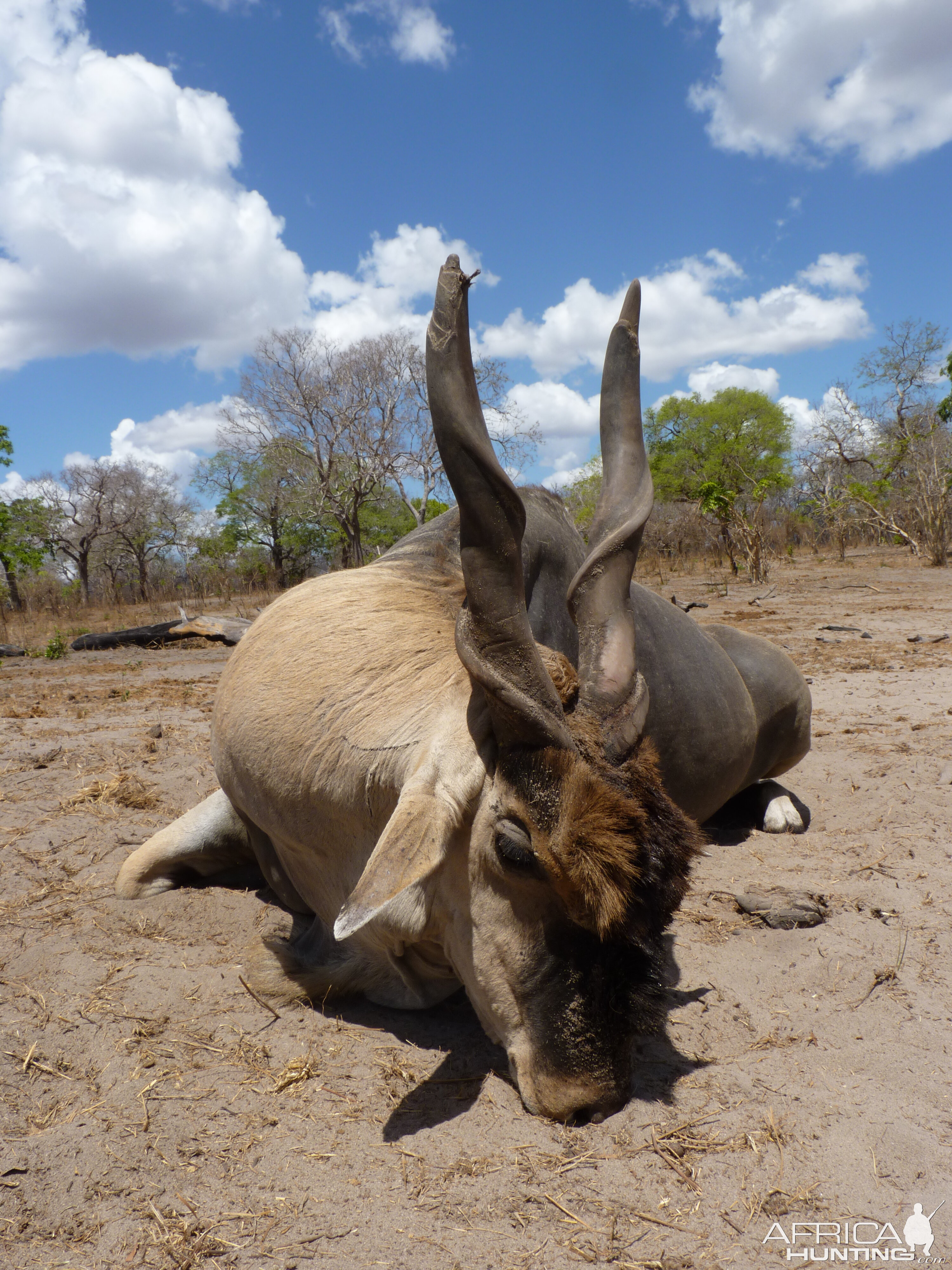 East African Eland hunted in Tanzania