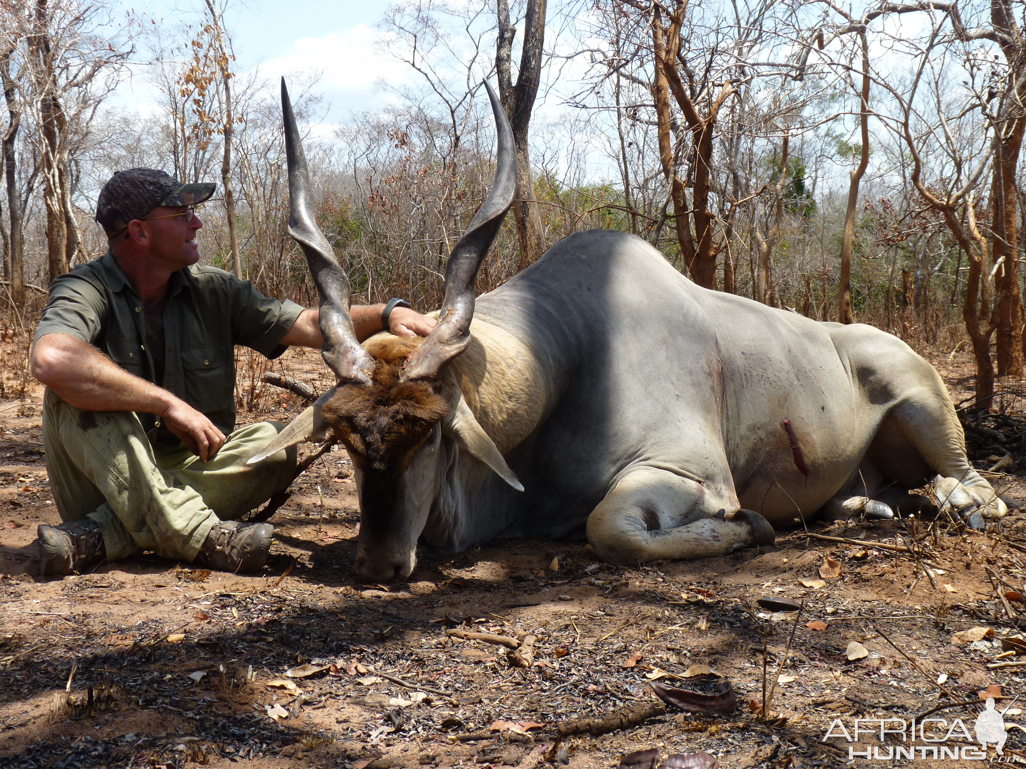 East African Eland hunted in Tanzania