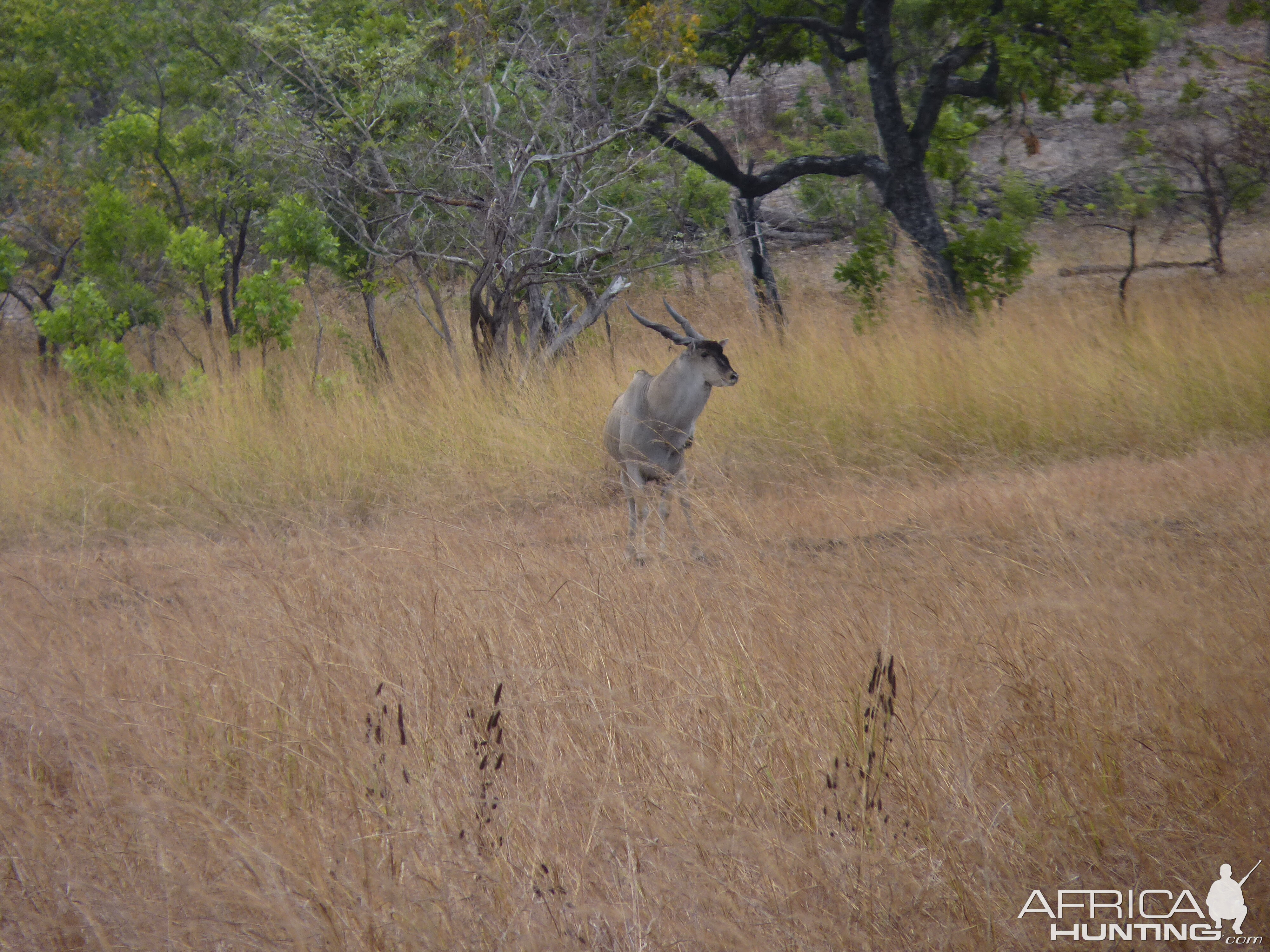 East African Eland Tanzania