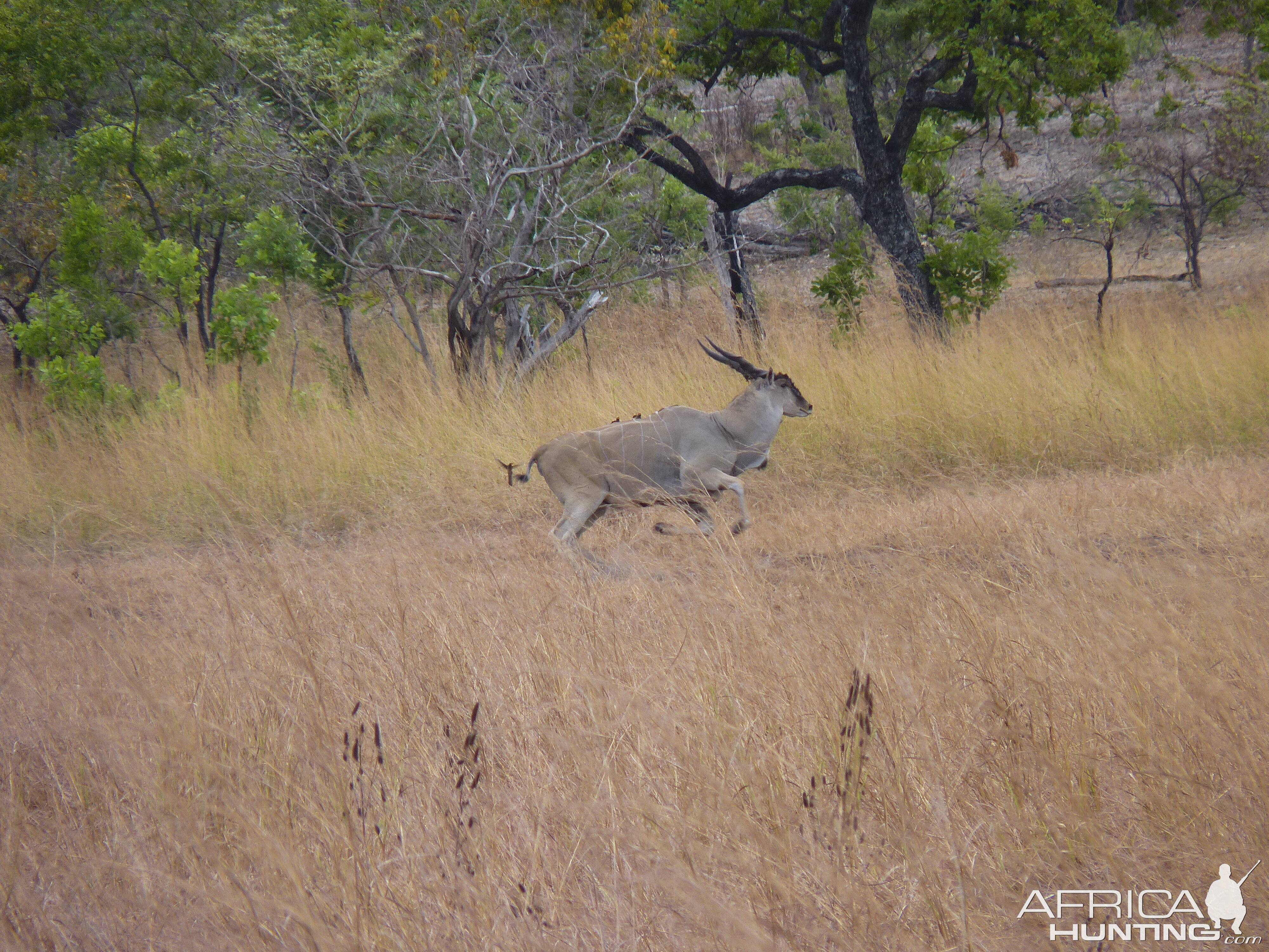 East African Eland Tanzania