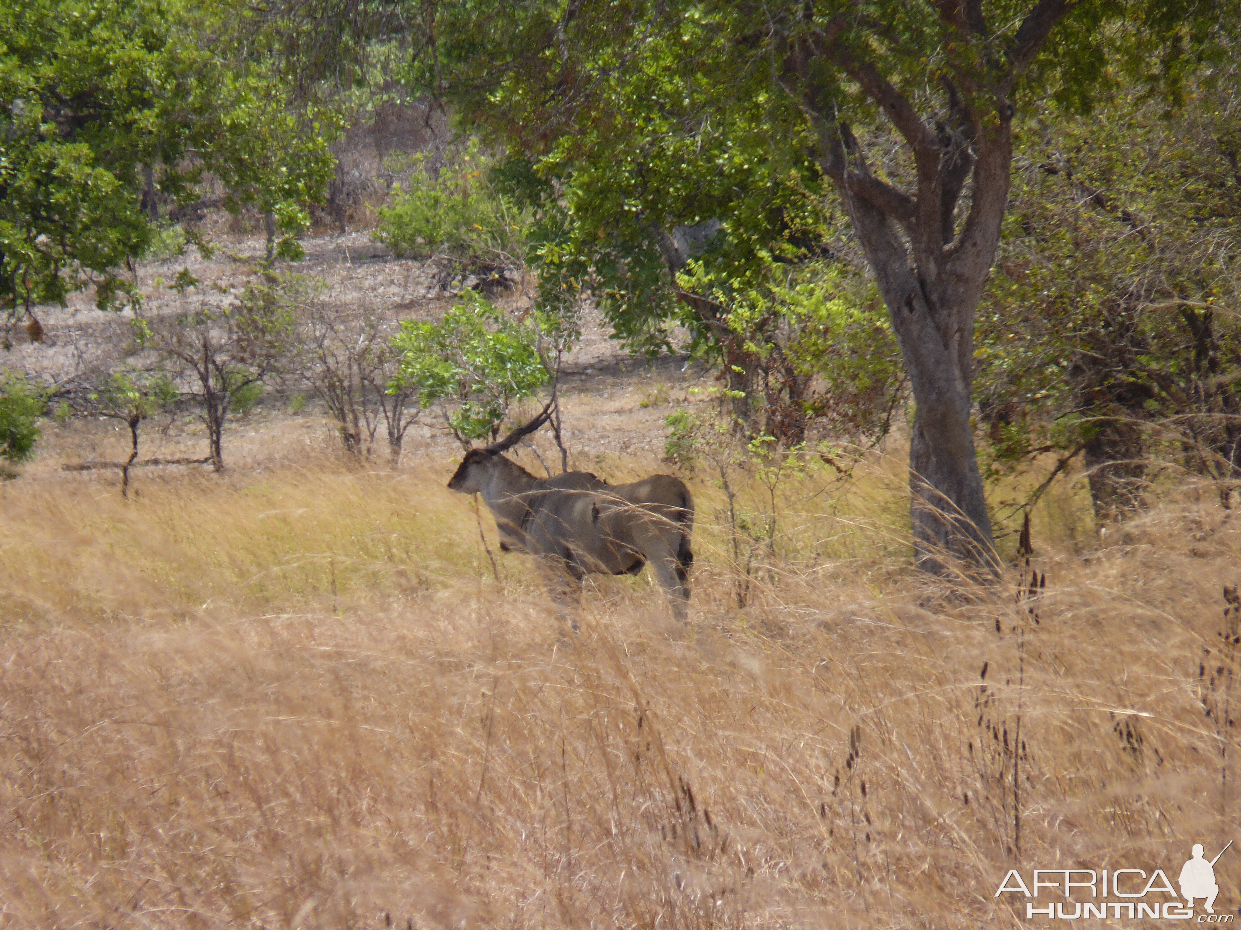 East African Eland Tanzania