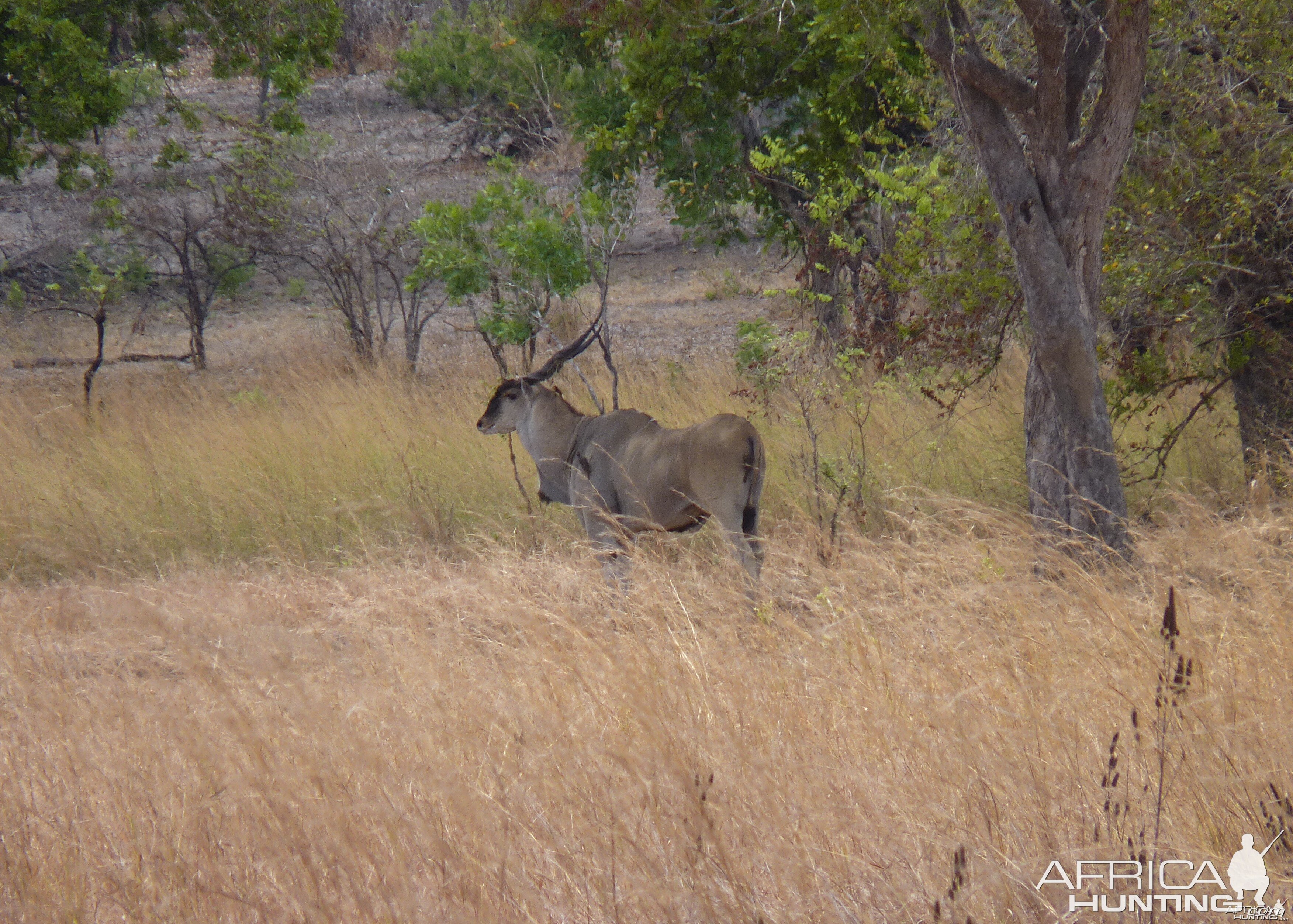 East African Eland Tanzania