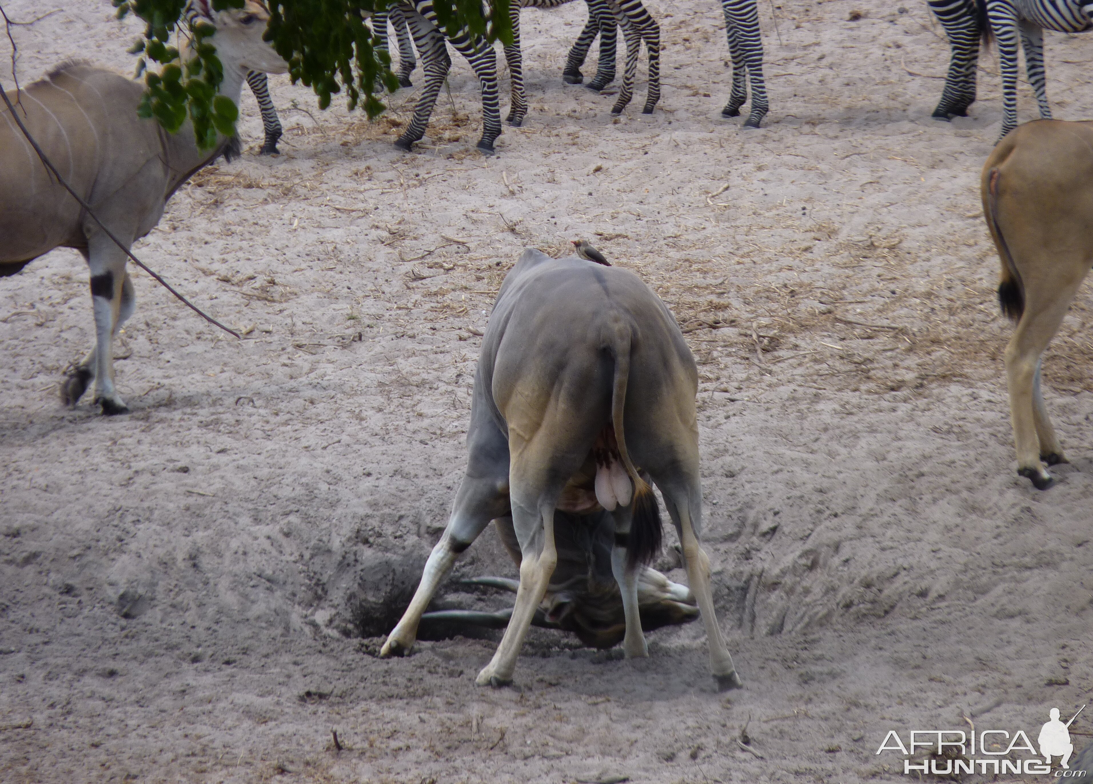 East African Eland Tanzania