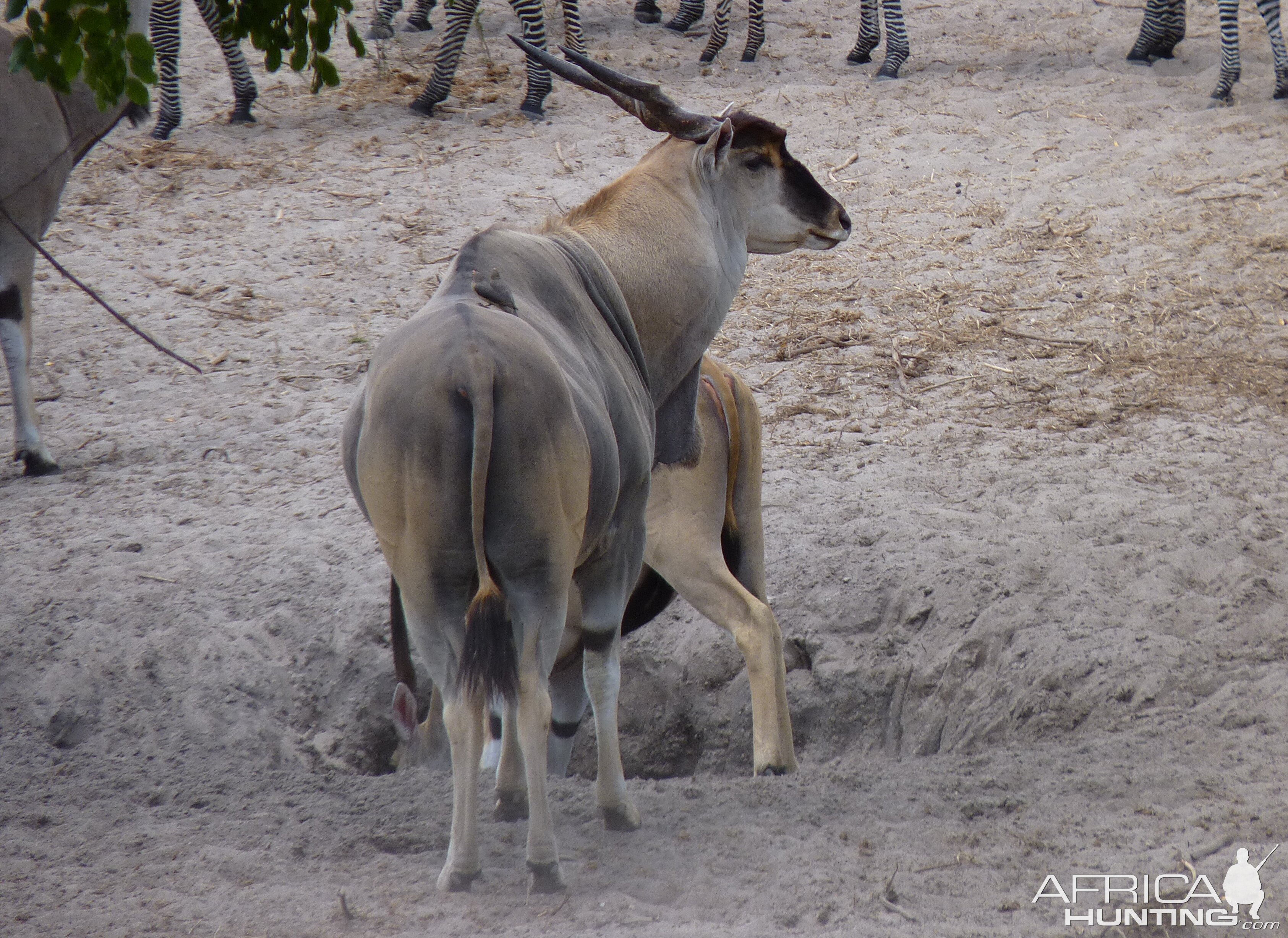 East african eland