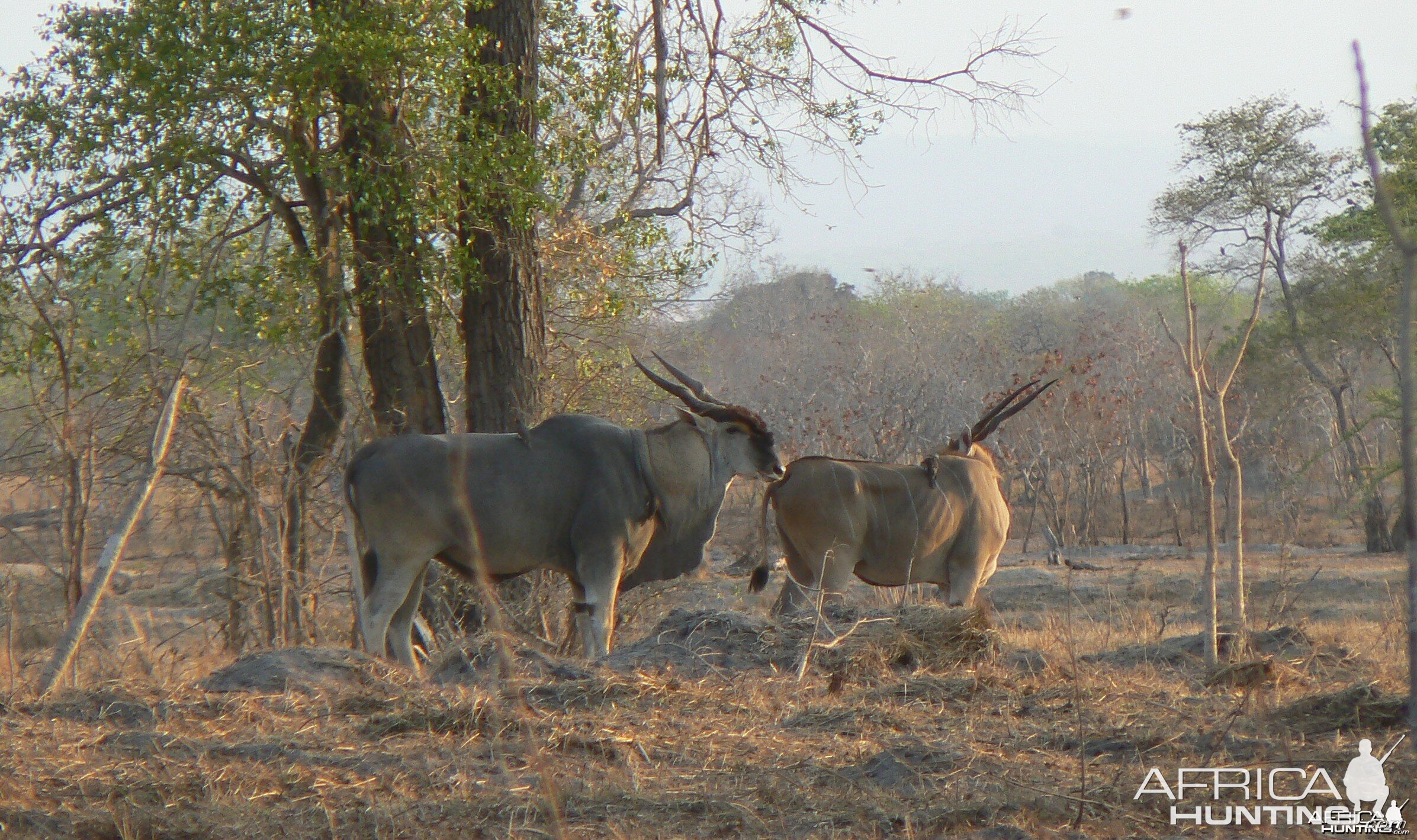 East african eland