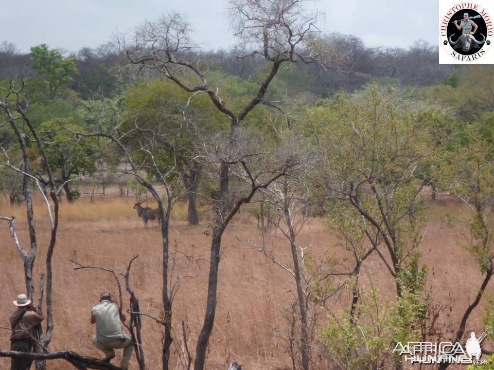 East african Eland