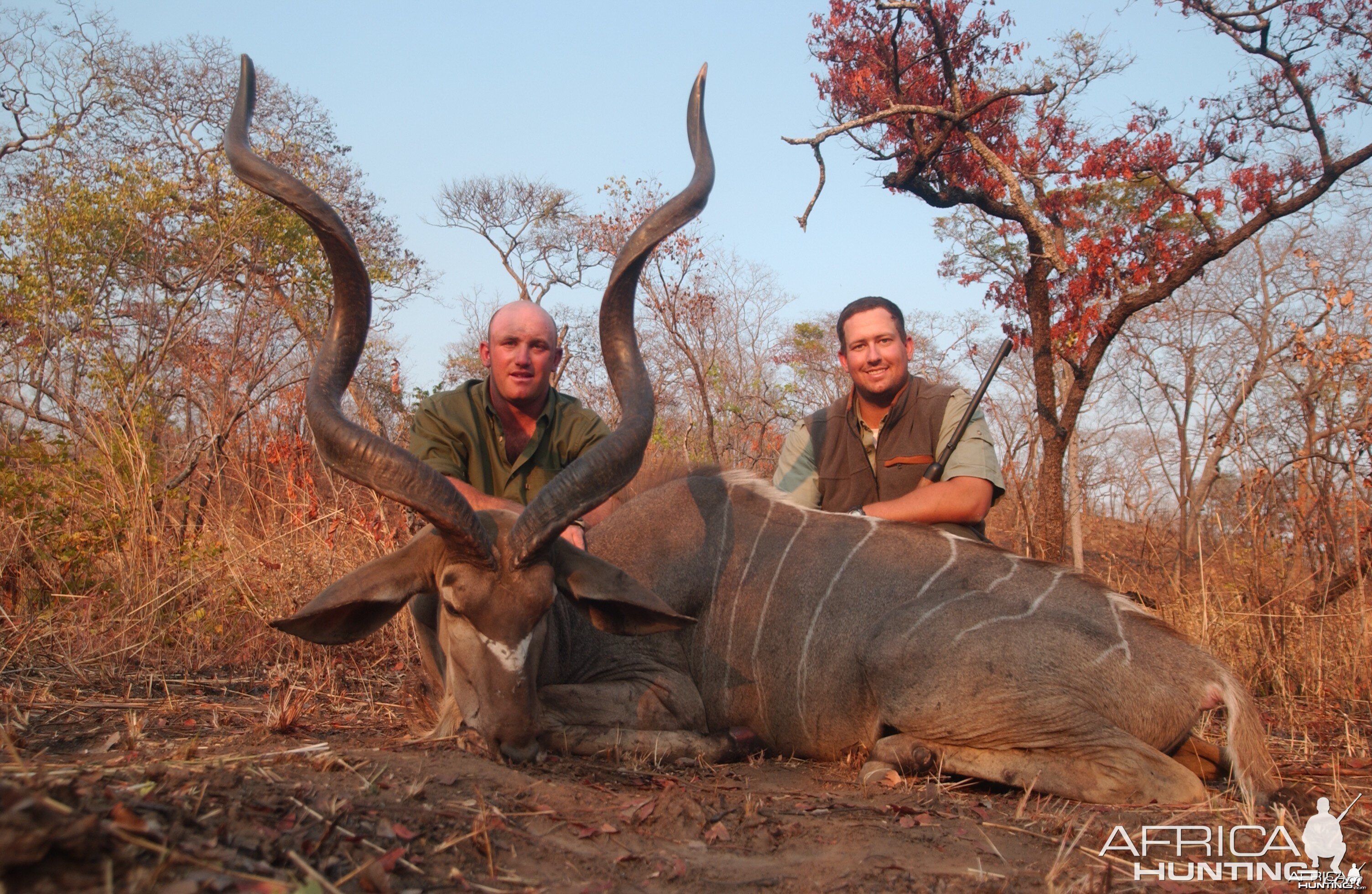 East African Kudu