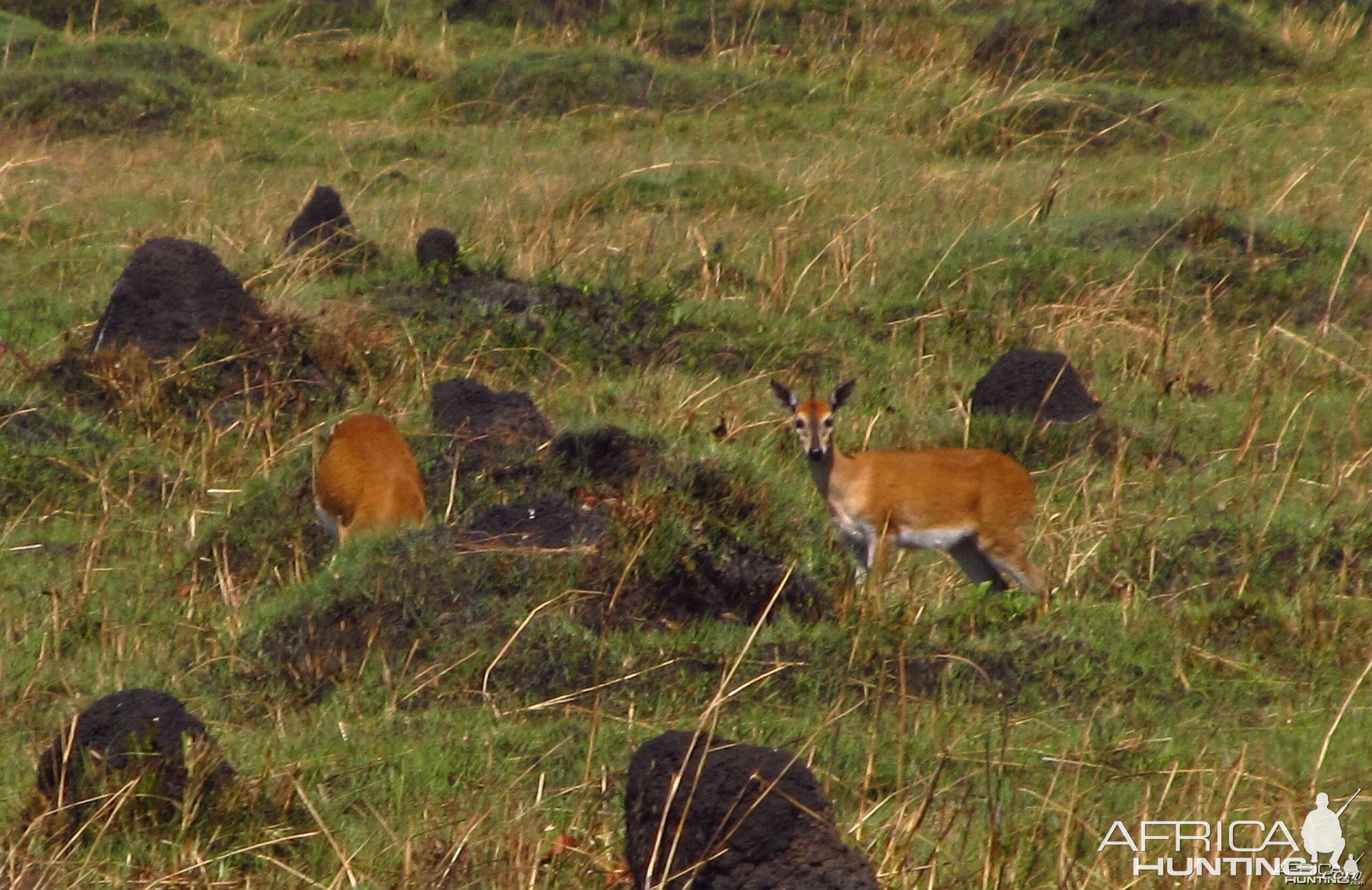 East Angolan Duiker