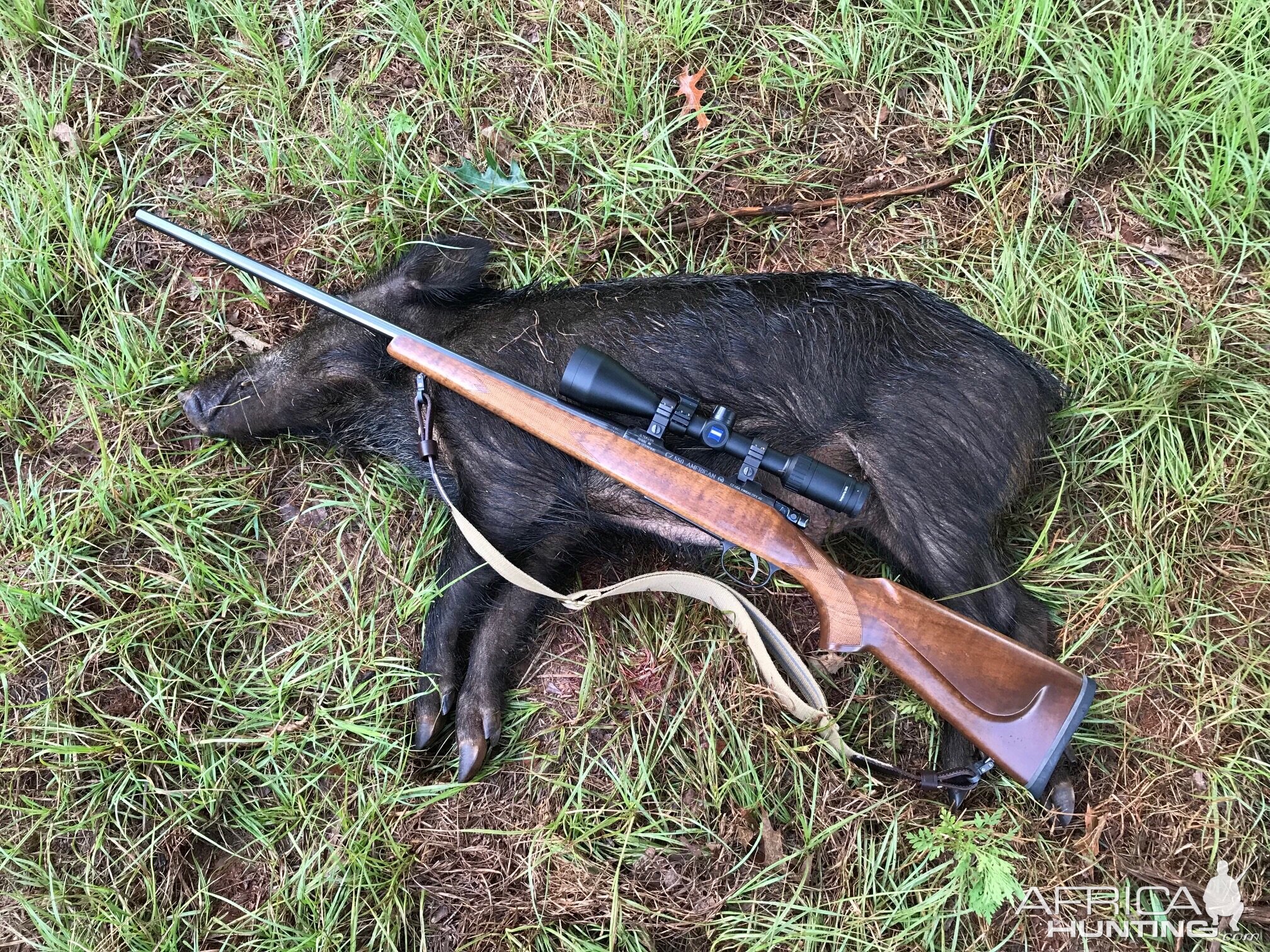 East Texas Hog Hunt