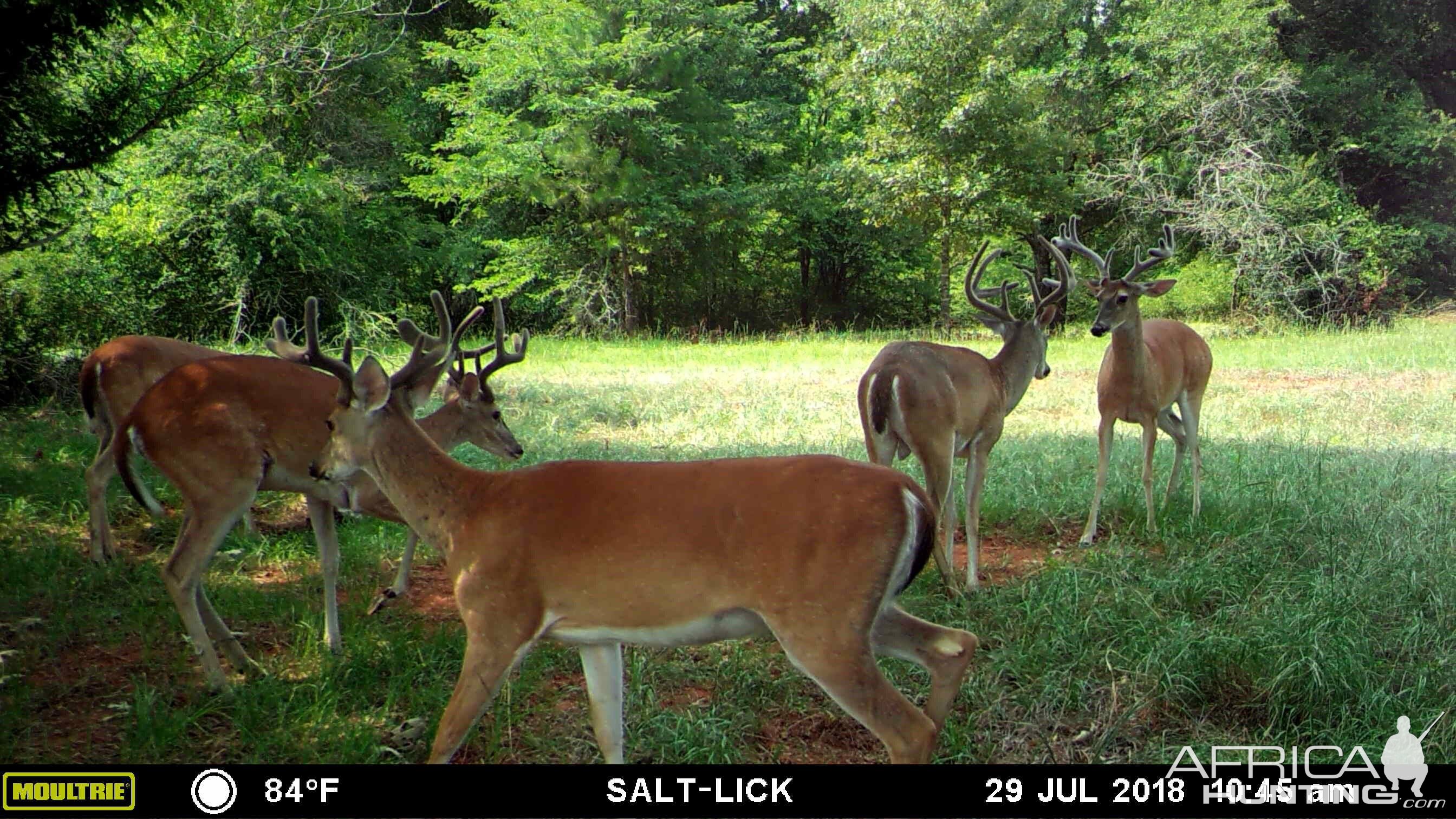 East Texas USA Trail Cam Pictures Deer