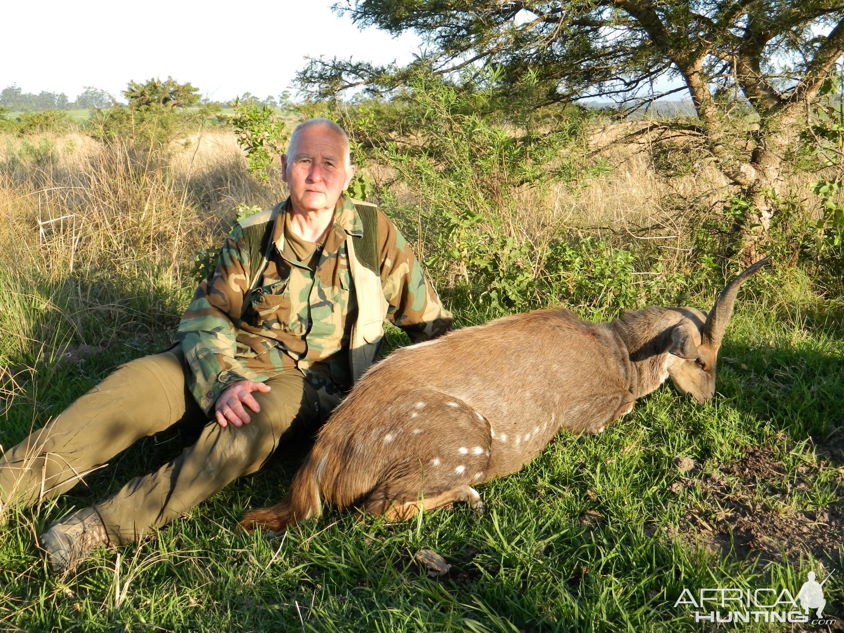 Eastern Cape Bushbuck