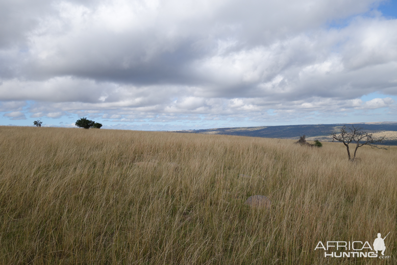 Eastern Cape South Africa Nature