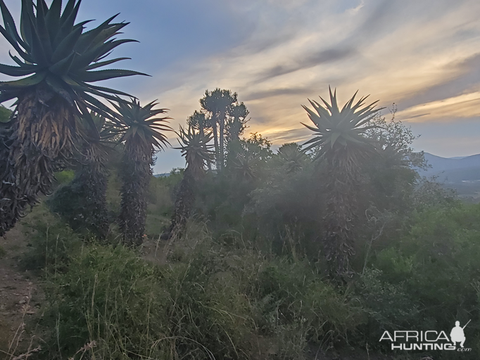 Eastern Cape South Africa Nature