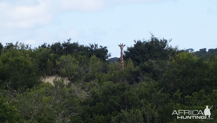 Eastern Cape South Africa Wildlife