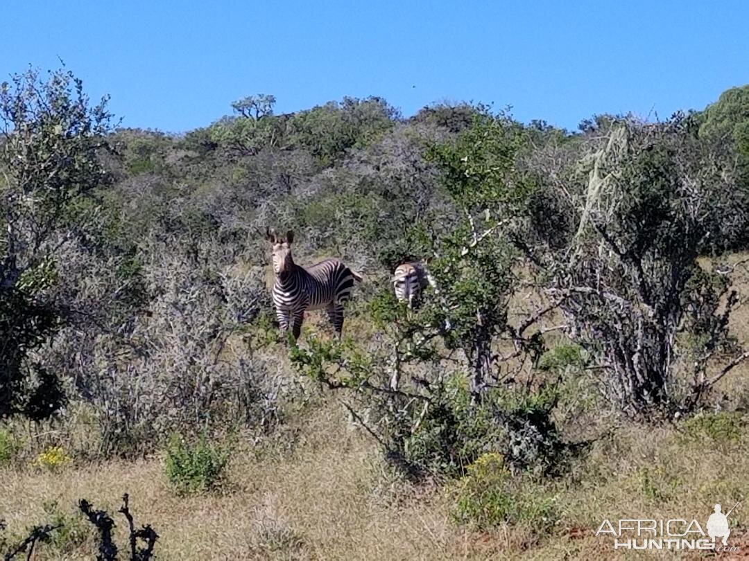 Eastern Cape South Africa Wildlife