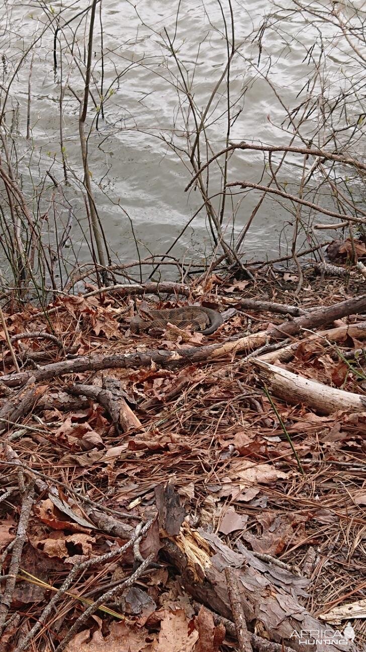 Eastern diamondback rattler Snake down at the river