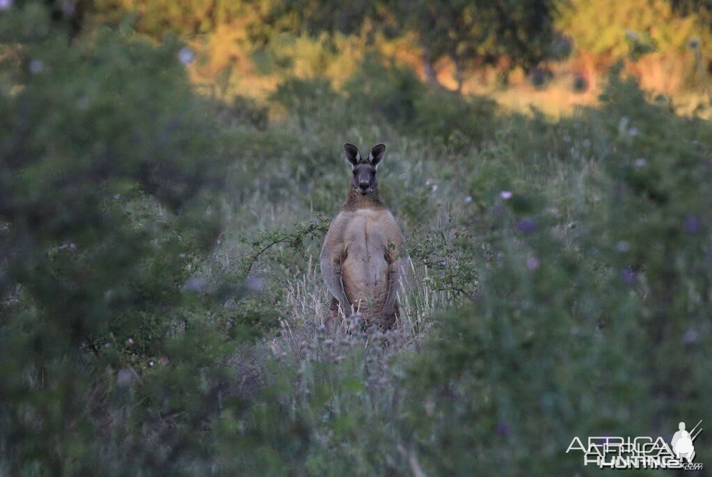 Eastern Grey Kangaroo