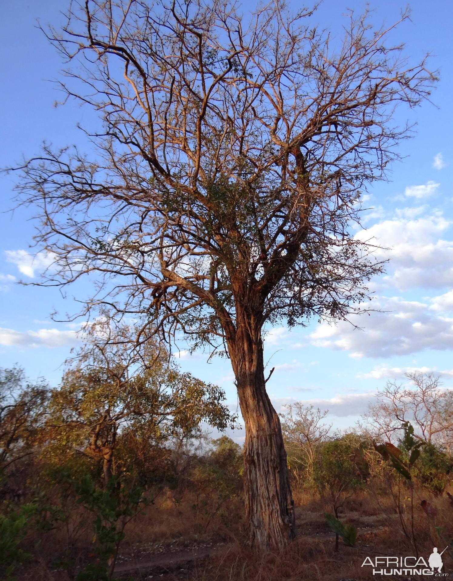 Ebony tree Tanzania