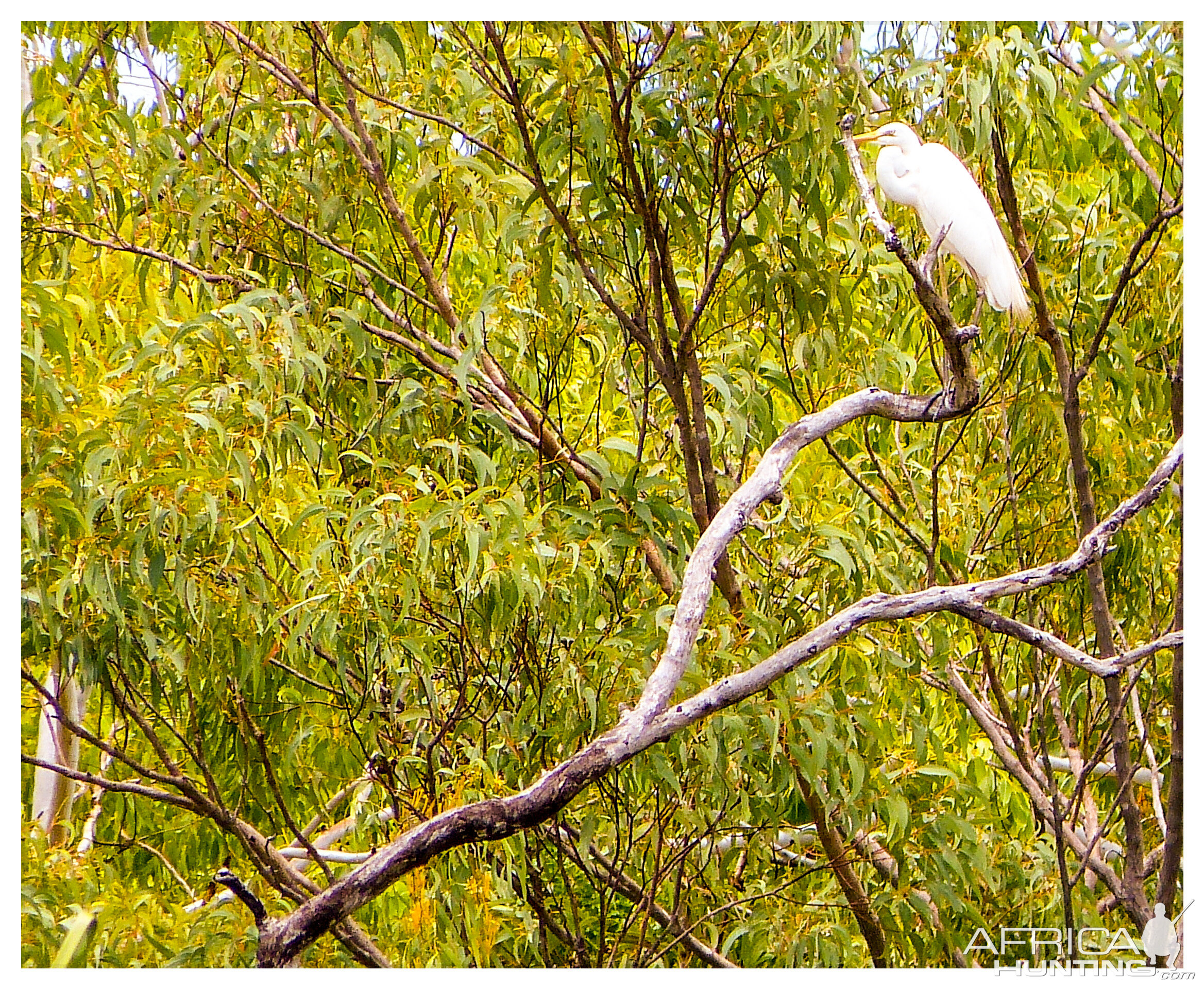 Egret Australia