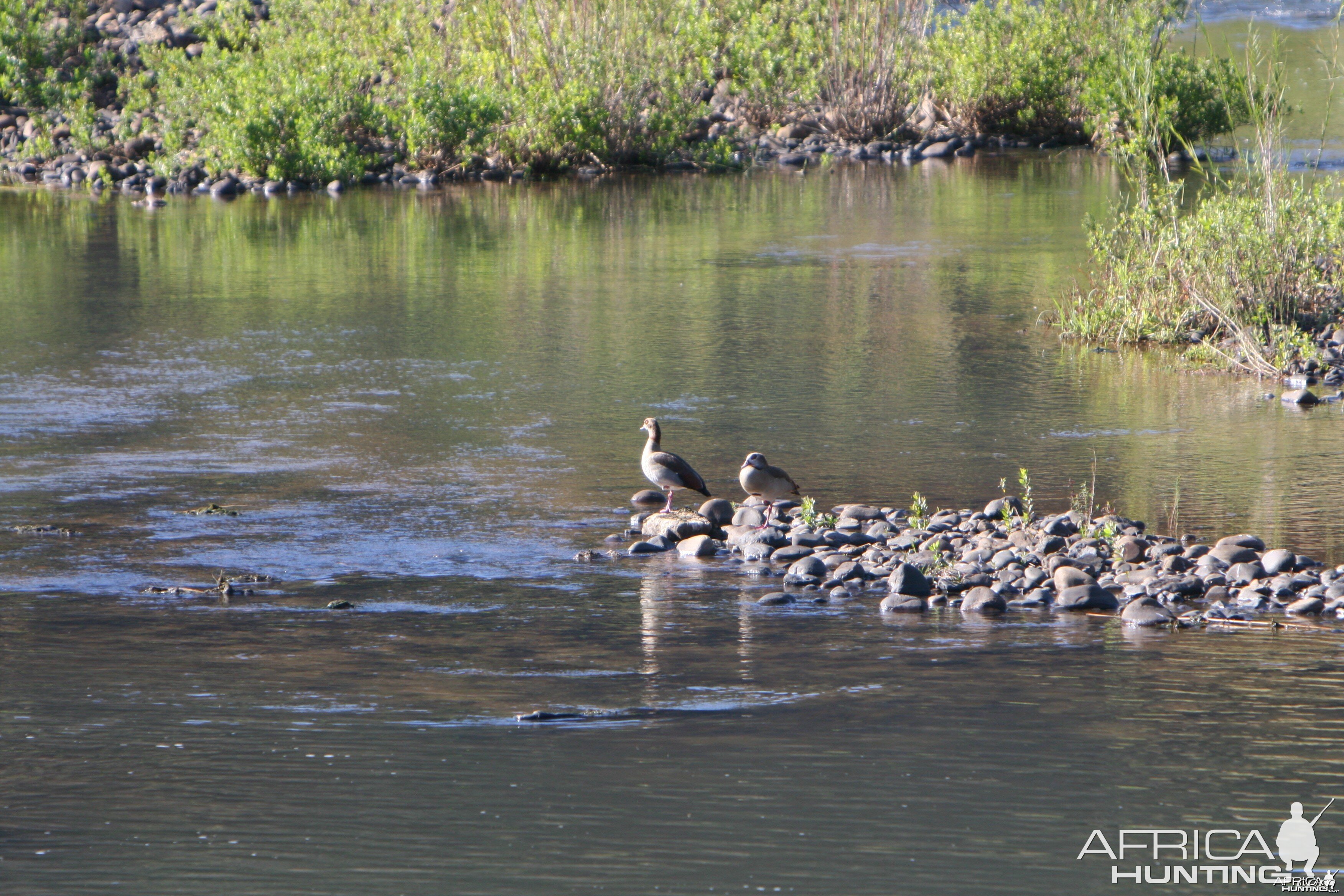 Egyptian Geese at the crossing