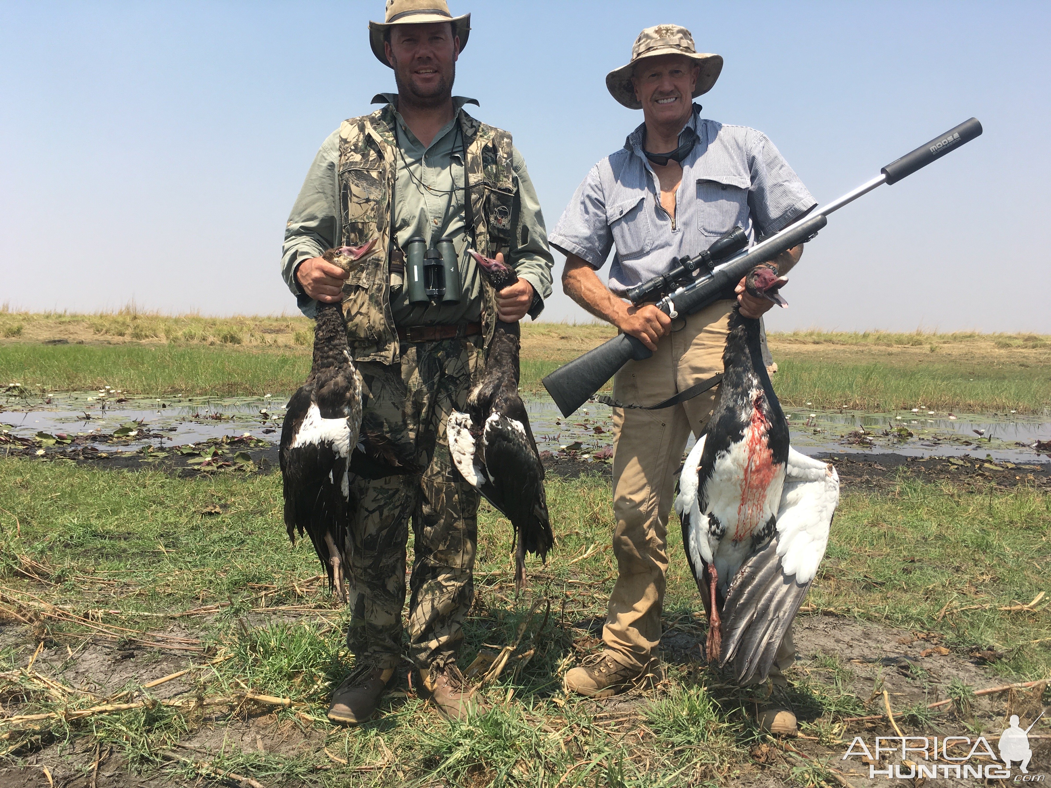 Egyptian Geese Hunt Caprivi Namibia