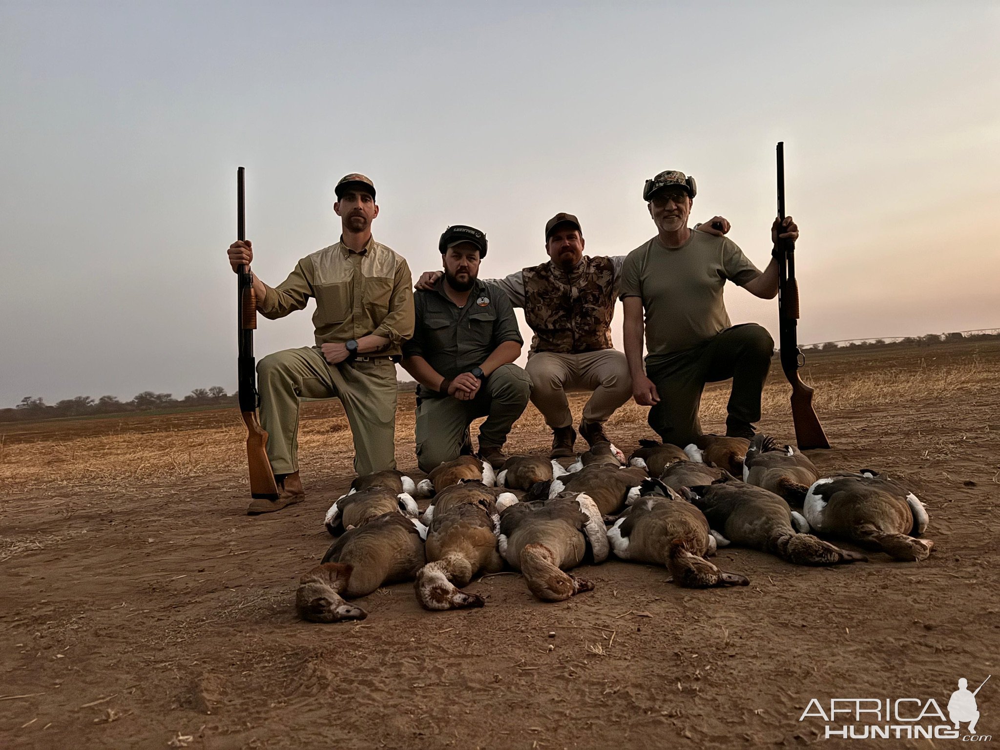 Egyptian Geese Hunt Limpopo South Africa