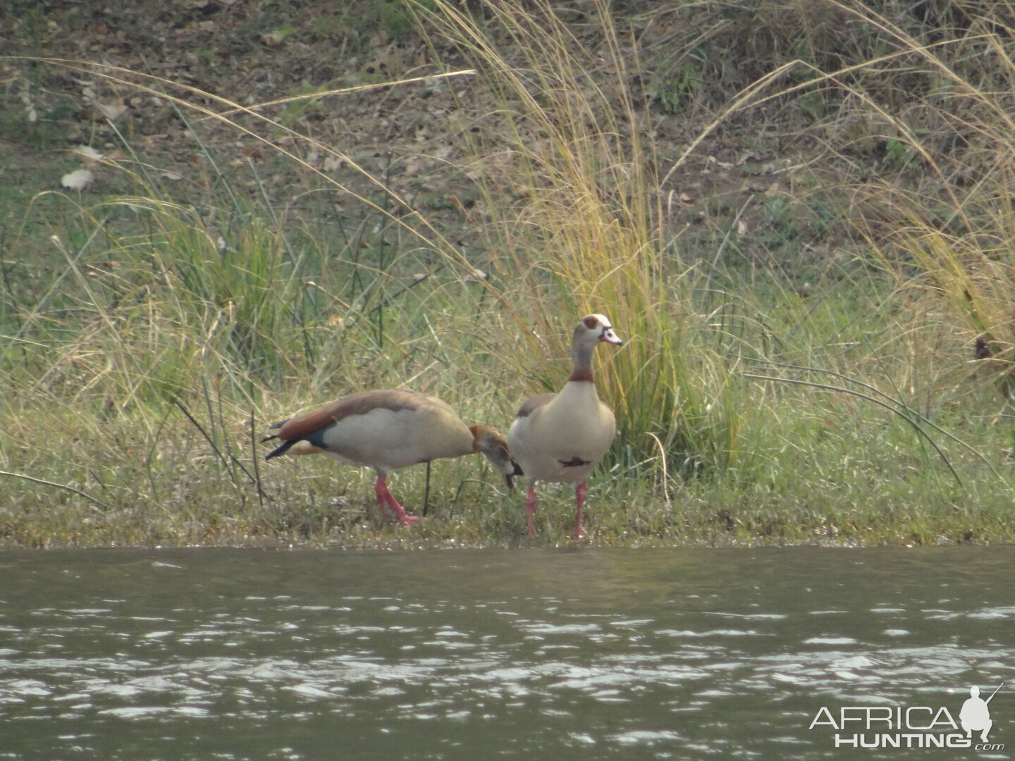 Egyptian Geese