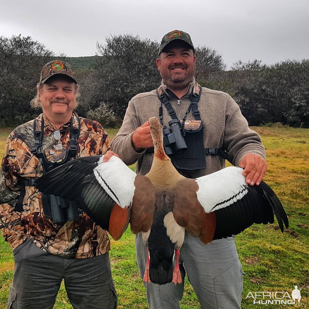 Egyptian Goose Hunting in South Africa