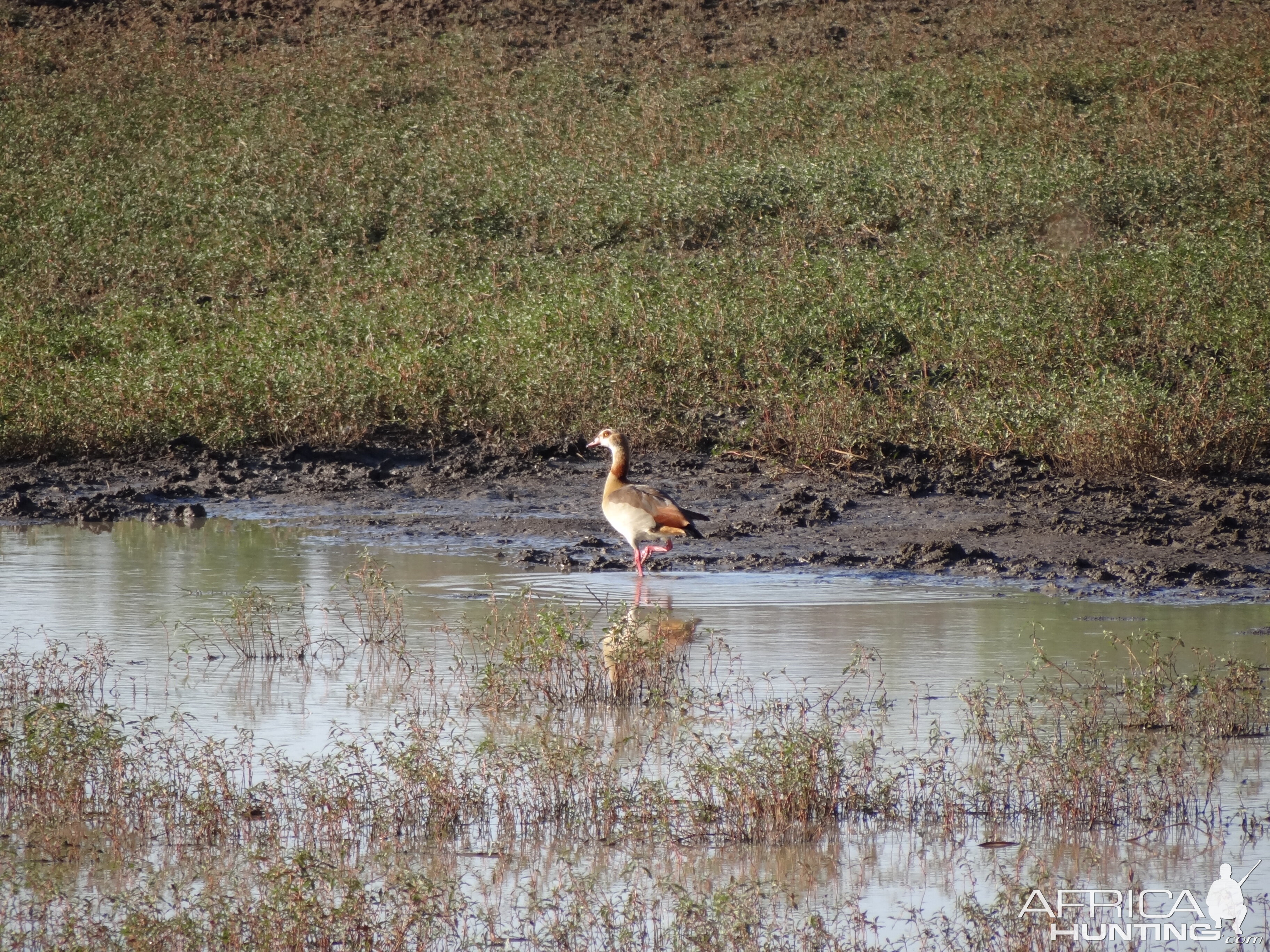 Egyptian Goose Namibia