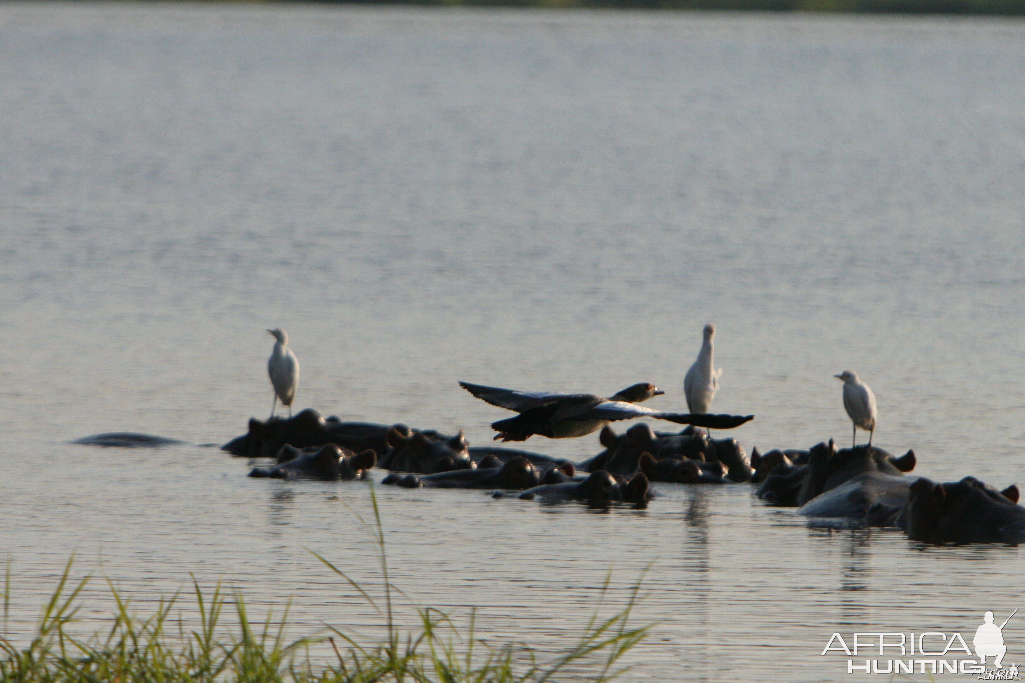 Egyptian Goose Snowy Egrets and the Hippo Island