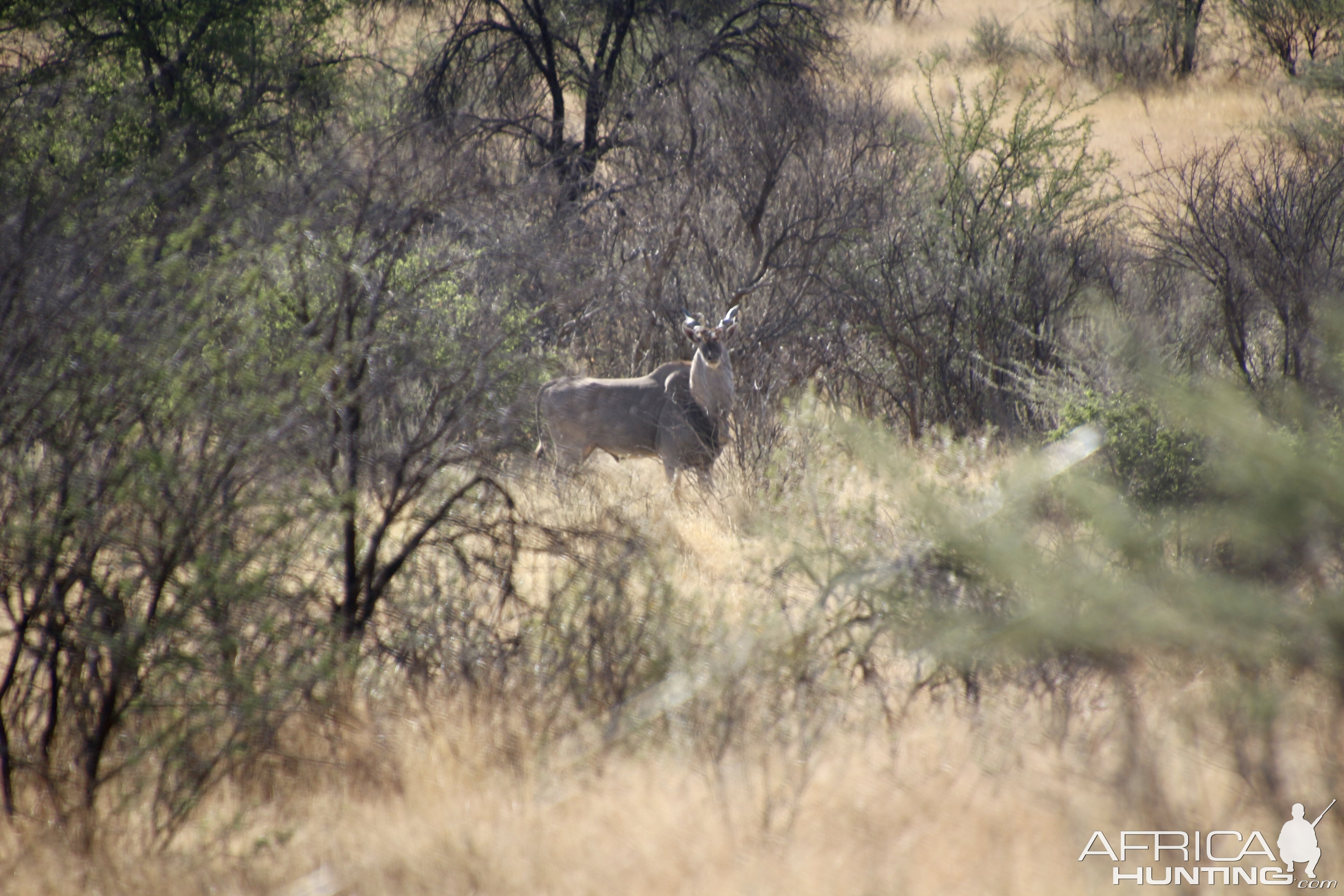 Eland at Zana Botes Safari