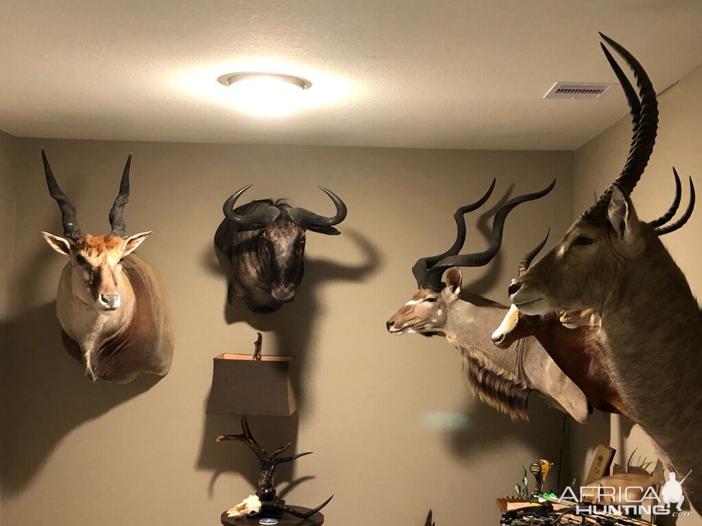 Eland, Blue Wildebeest, Kudu & Waterbuck Shoulder Mount Taxidermy