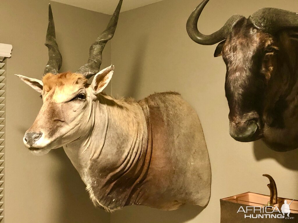 Eland & Blue Wildebeest Shoulder Mount Taxidermy