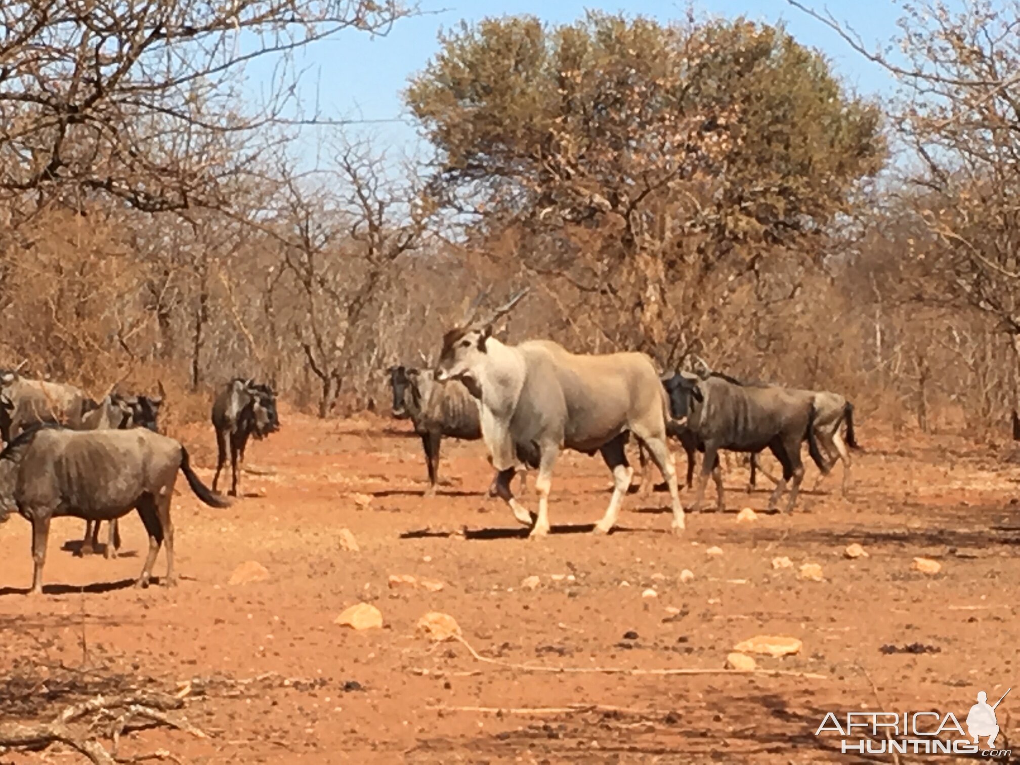 Eland & Blue WIldebeest South Africa