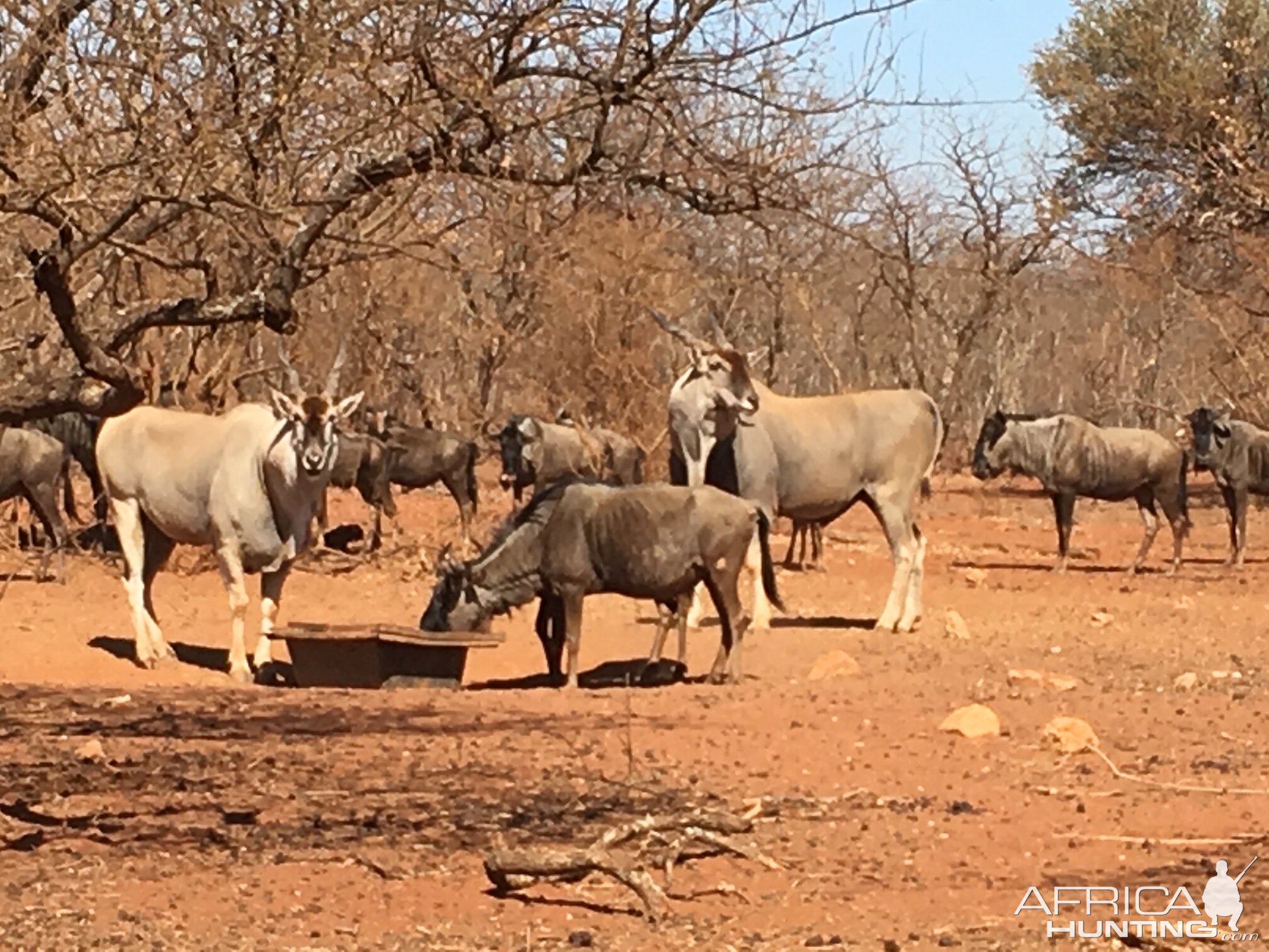 Eland & Blue WIldebeest South Africa