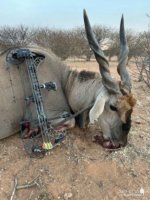 Eland Bow Hunt Namibia