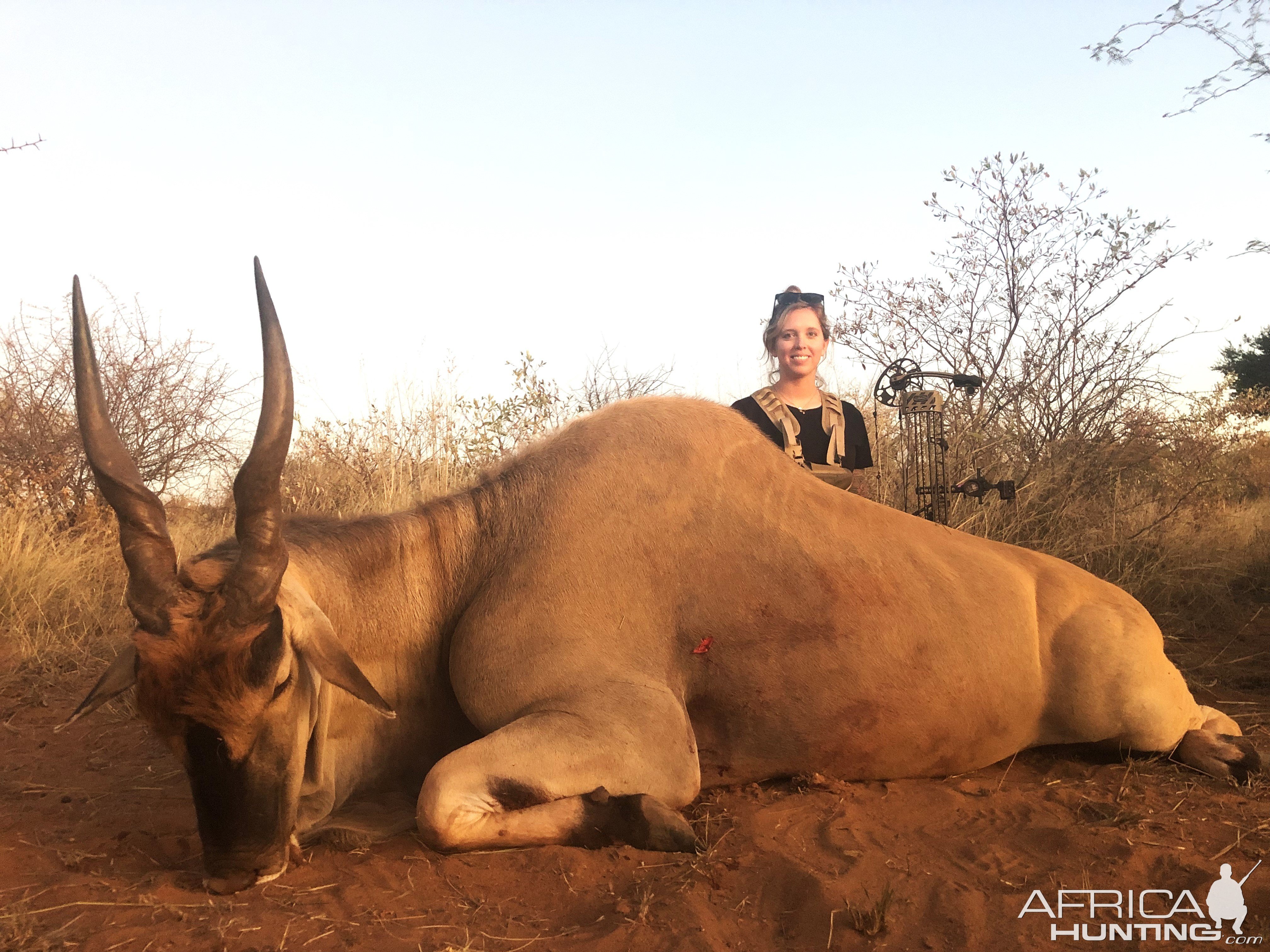 Eland Bow Hunt South Africa