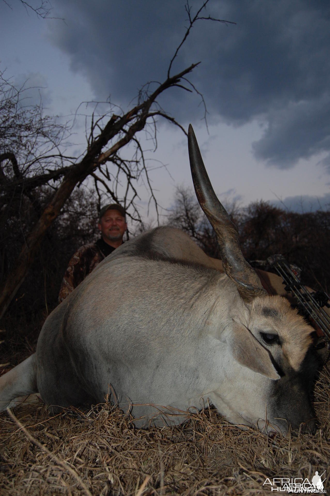 Eland bowhunt in South Africa