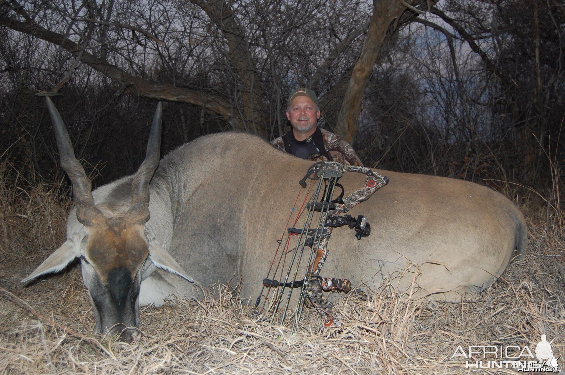 Eland bowhunt in South Africa