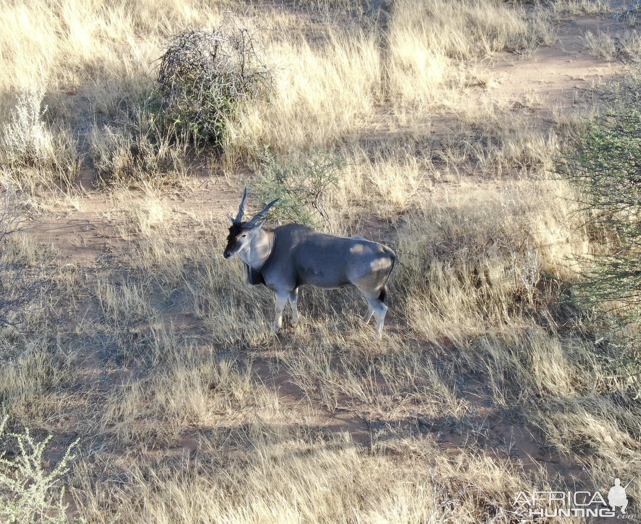 Eland Bull At Zana Botes Safari