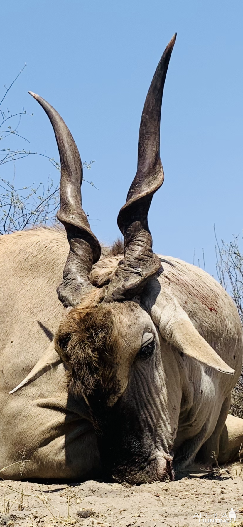 Eland Bull Hunt Botswana