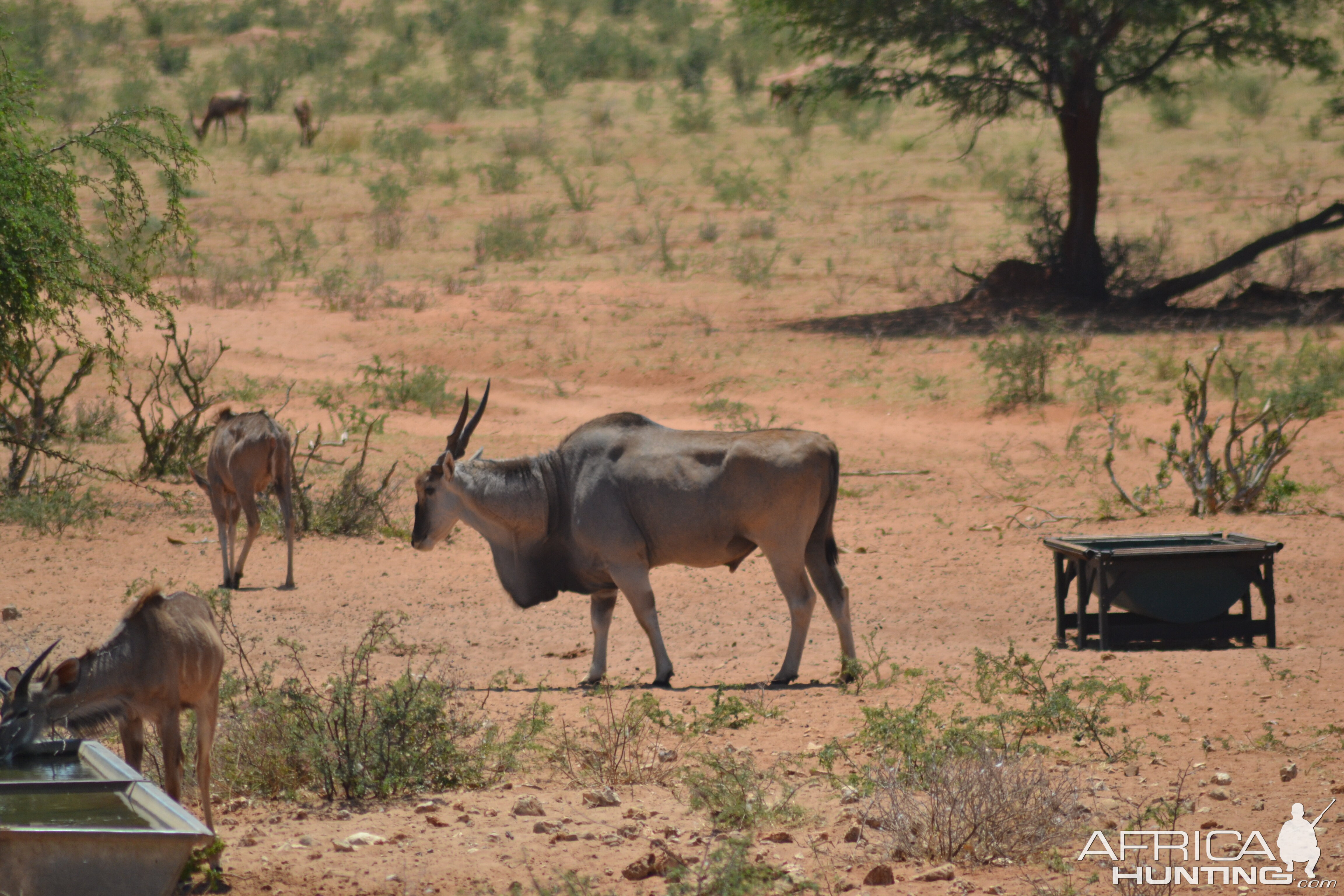 Eland bull Namibia